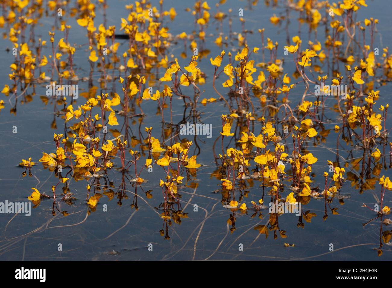 Greater Bladderwort (Utricularia vulgaris) Strumpshaw Fen RSPB Norfolk GB UK juillet 2007 Banque D'Images