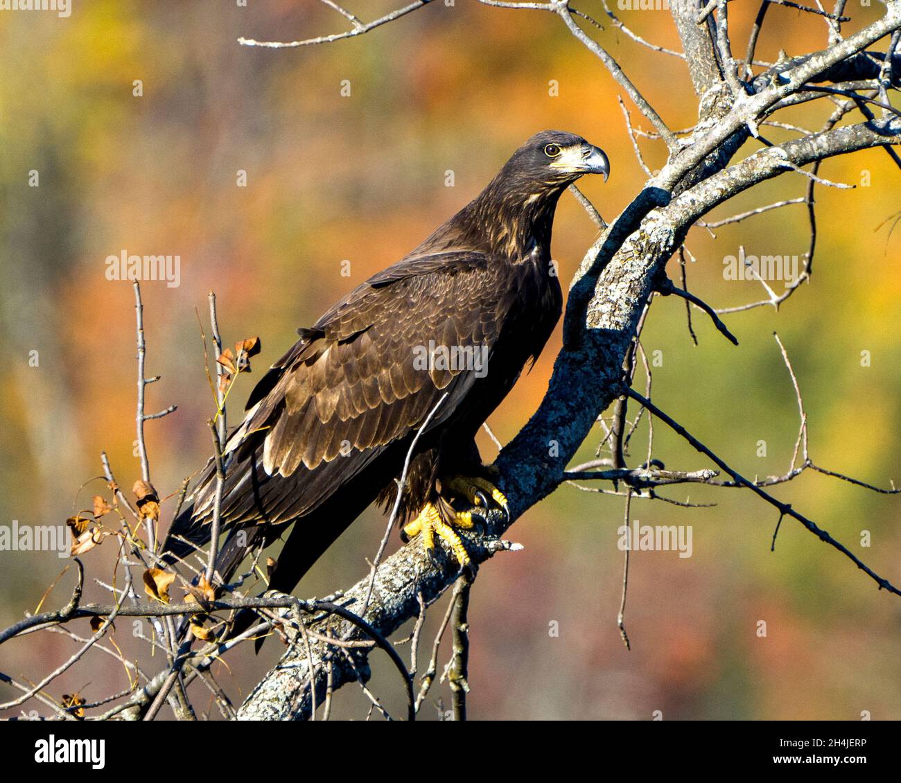 Pygargue à tête blanche perchée avec un arrière-plan automnal flou dans son environnement et son habitat entourant et affichant son plumage brun foncé.Aigle. Banque D'Images