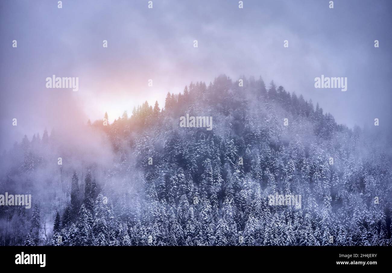 Paysage hivernal magique et brumeux avec forêt couverte de neige.Un blizzard vient dans les montagnes Banque D'Images