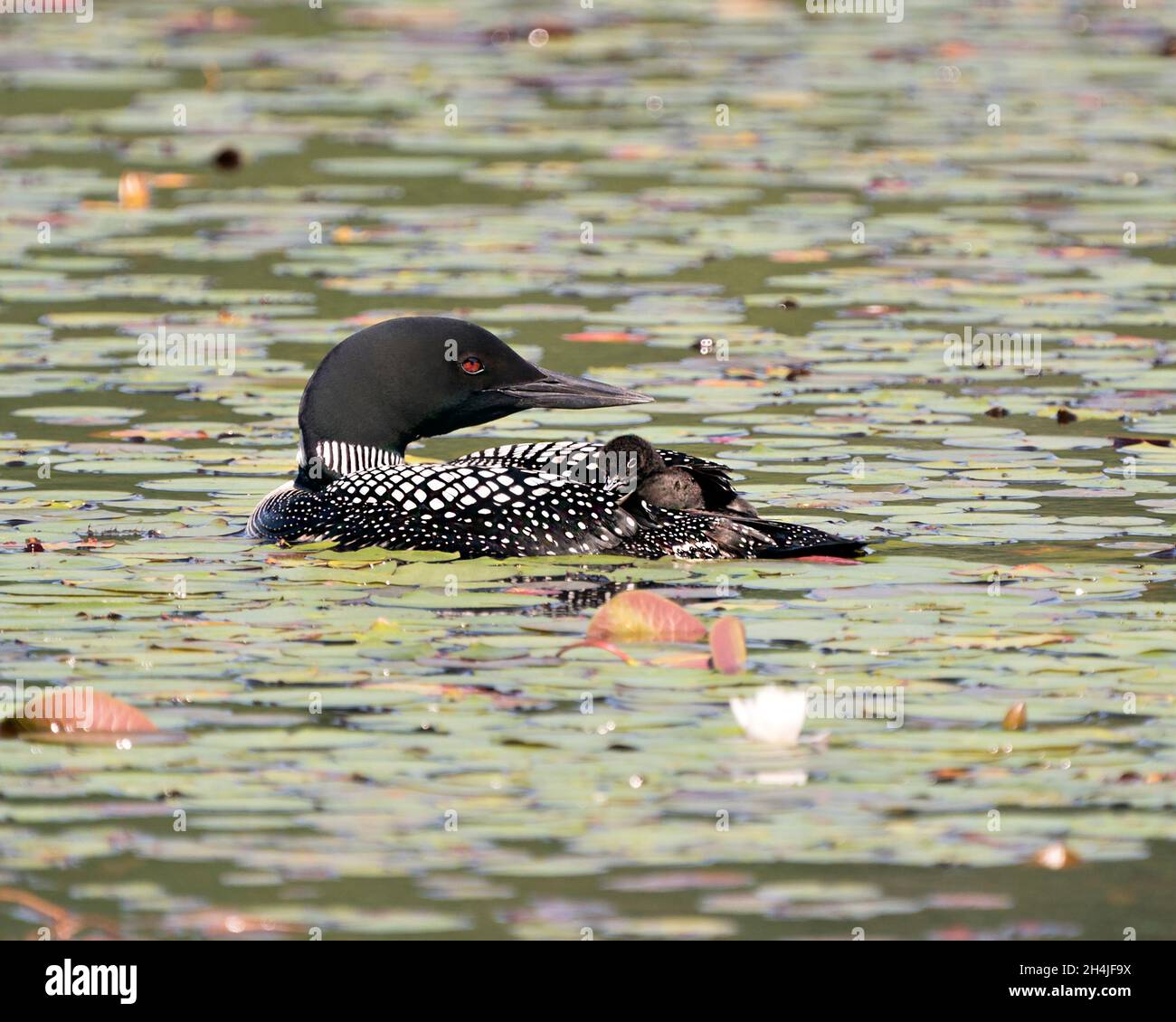 Le Loon commun et le bébé poussin loon à cheval sur le dos des parents et célébrant la nouvelle vie avec des coussins de nénuphars dans leur environnement et leur habitat environnant Banque D'Images Le Loon commun et le bébé poussin loon à cheval sur le dos des parents et célébrant la nouvelle vie avec des coussins de nénuphars dans leur environnement et leur habitat environnant Banque D'Images
