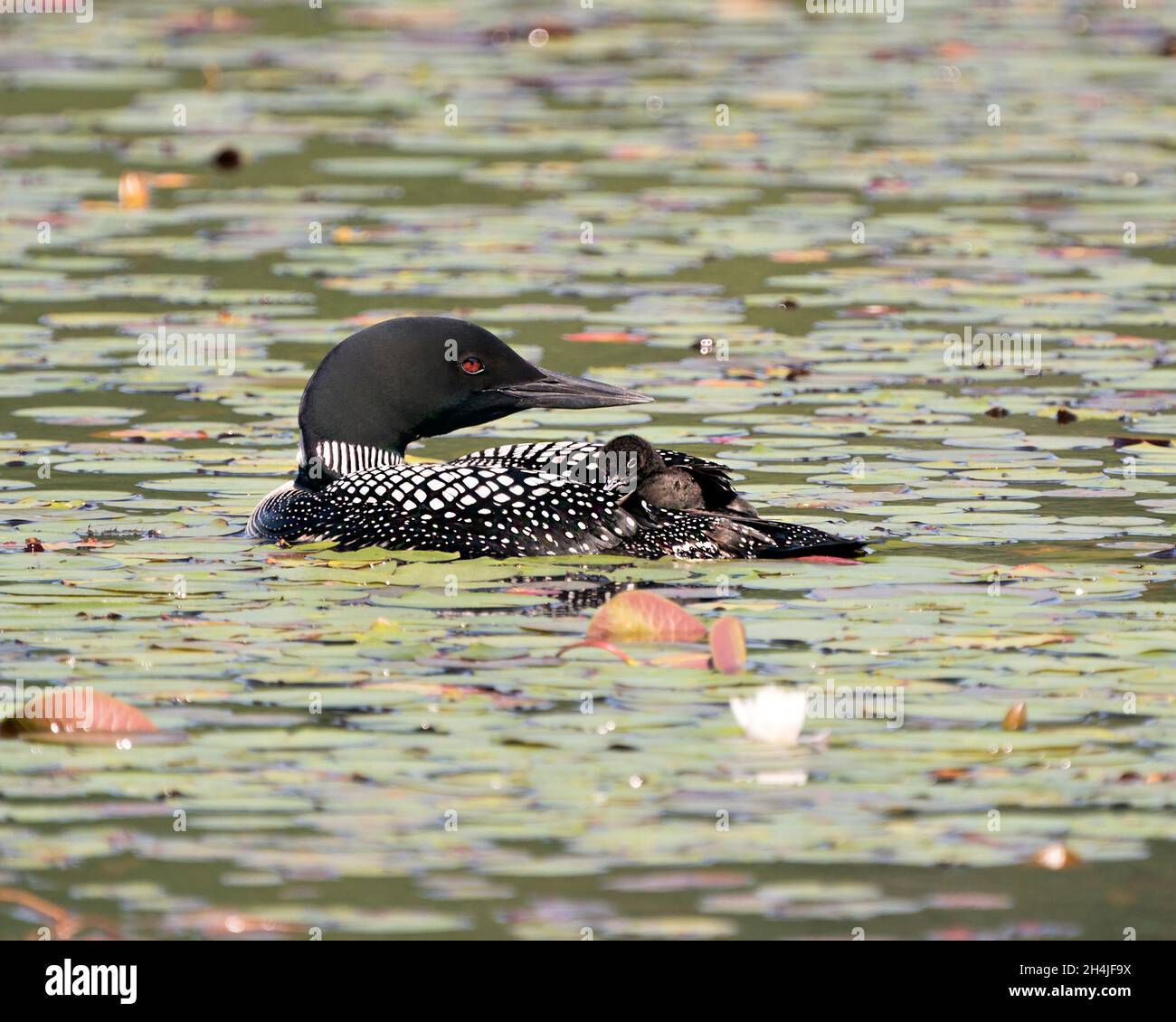 Le Loon commun et le bébé poussin loon à cheval sur le dos des parents et célébrant la nouvelle vie avec des coussins de nénuphars dans leur environnement et leur habitat environnant Banque D'Images