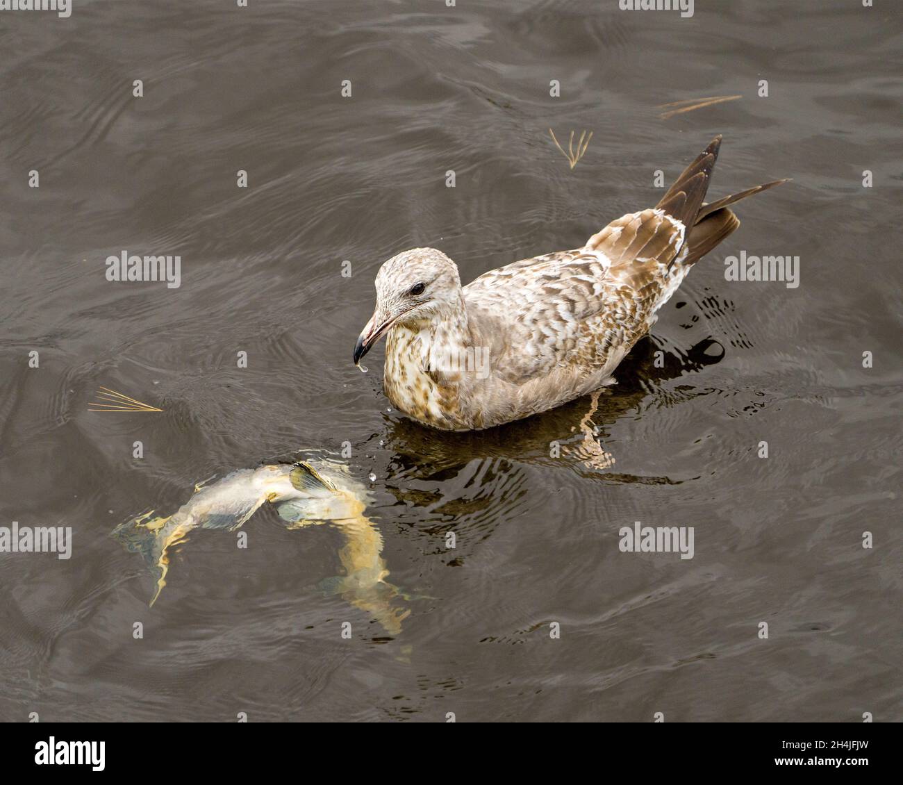 Vue rapprochée des jeunes oiseaux juvéniles du mouette nage et alimentation d'un poisson saumon dans son environnement et son habitat environnant. Banque D'Images