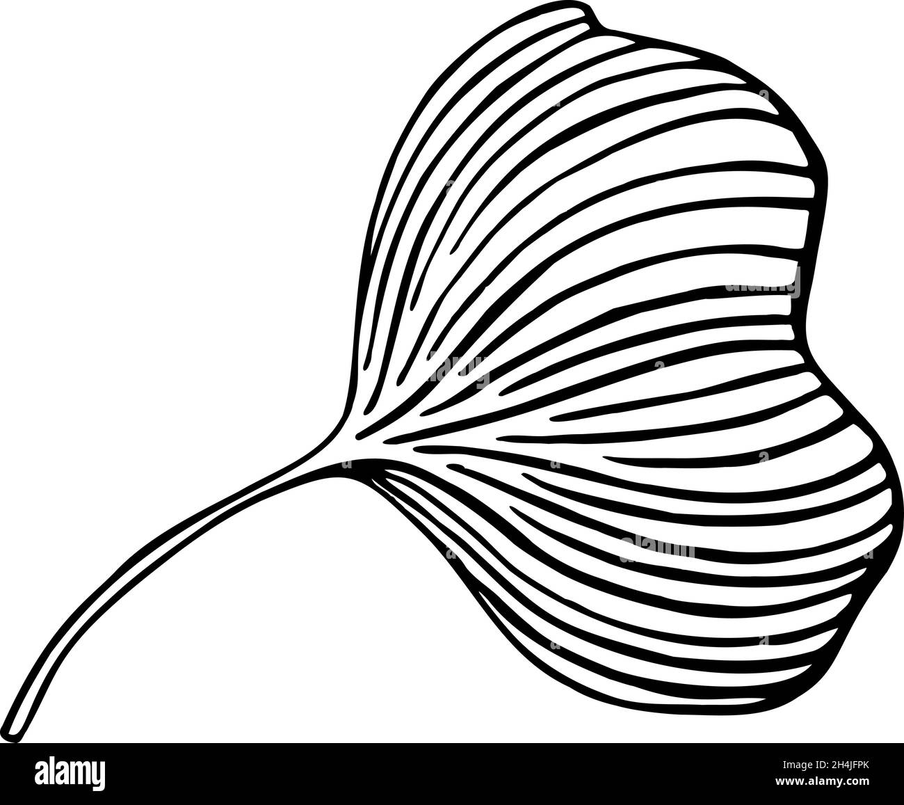 Ginkgo biloba feuilles feuille d'esquisse Images, esquisse isolée sur blanc Illustration de Vecteur