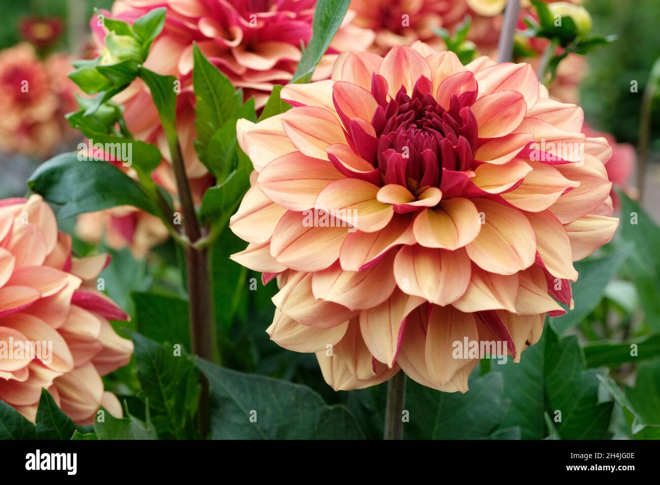 Petit dahlia décoratif Banque de photographies et d'images à haute  résolution - Alamy