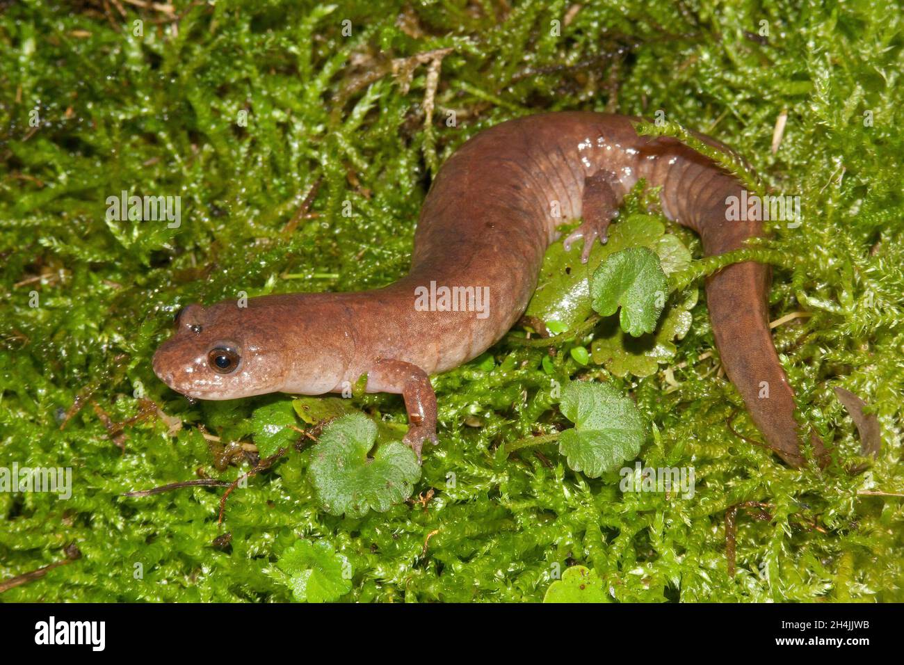Gros plan complet de la salamandre printanière, Gyrinophilus porphyriticus Banque D'Images