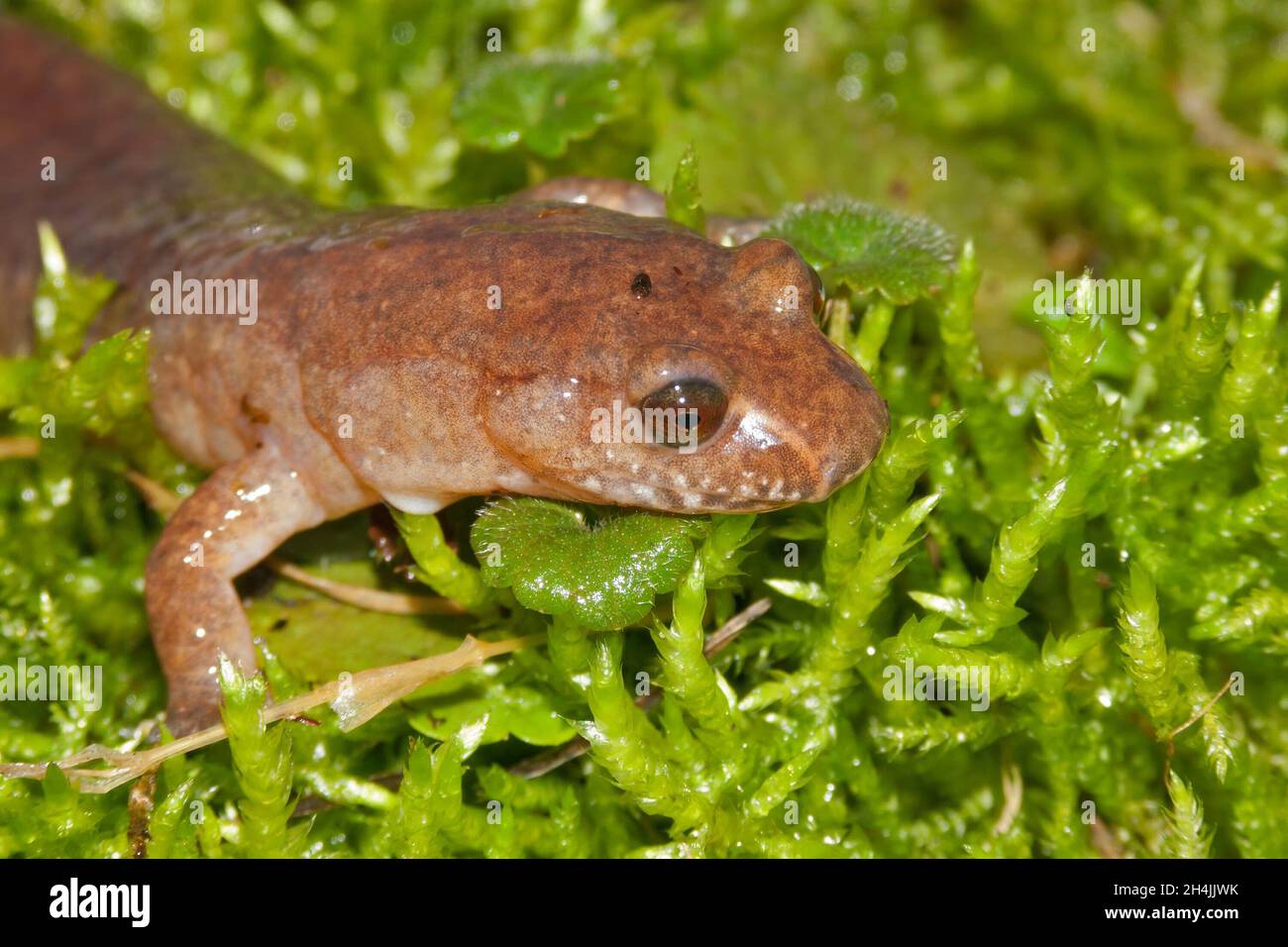 Gros plan de la salamandre printanière, Gyrinophilus porphyriticus Banque D'Images