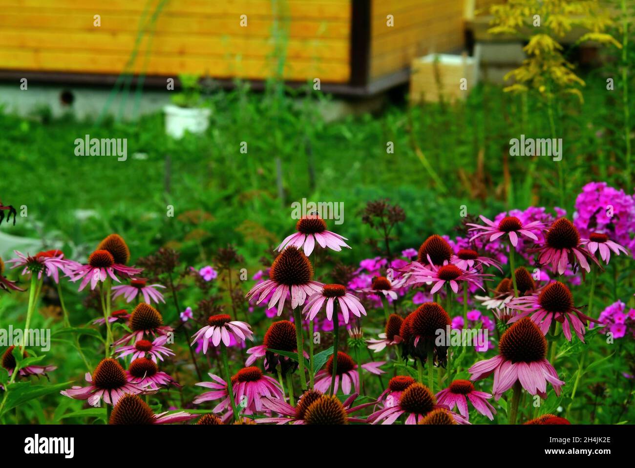 les abeilles collectent du pollen sur les fleurs dans le jardin, en été Banque D'Images