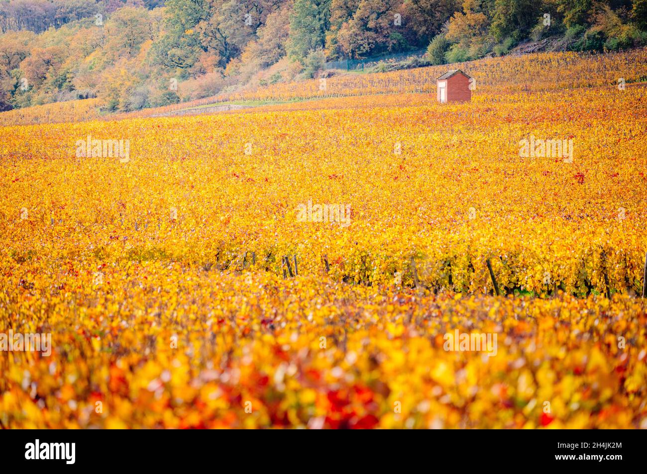 Bourgogne, vignobles et paysage en automne. Banque D'Images