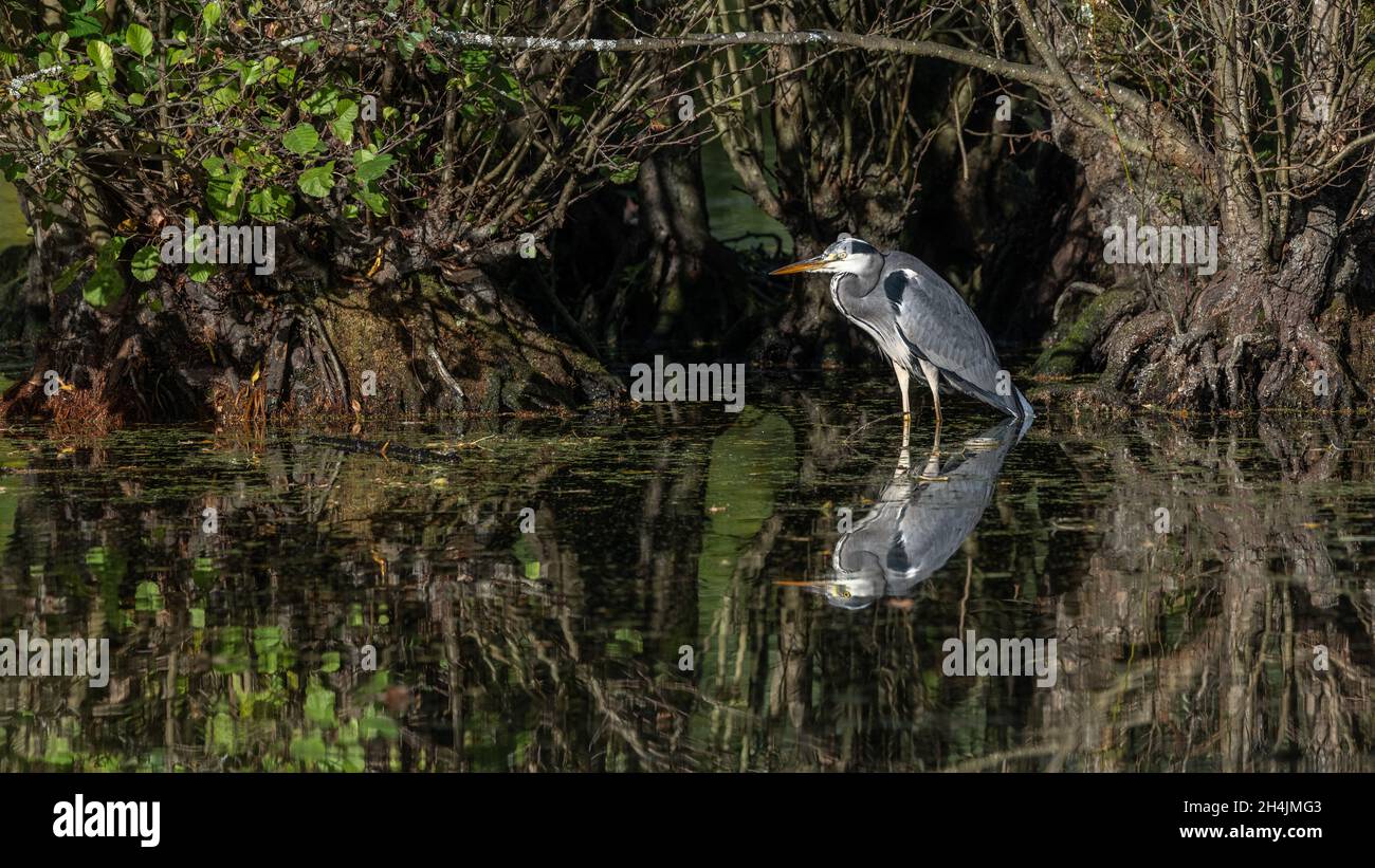 Un Heron gris debout-encore réfléchi dans l'eau peu profonde dans un lac dans le Kent Banque D'Images