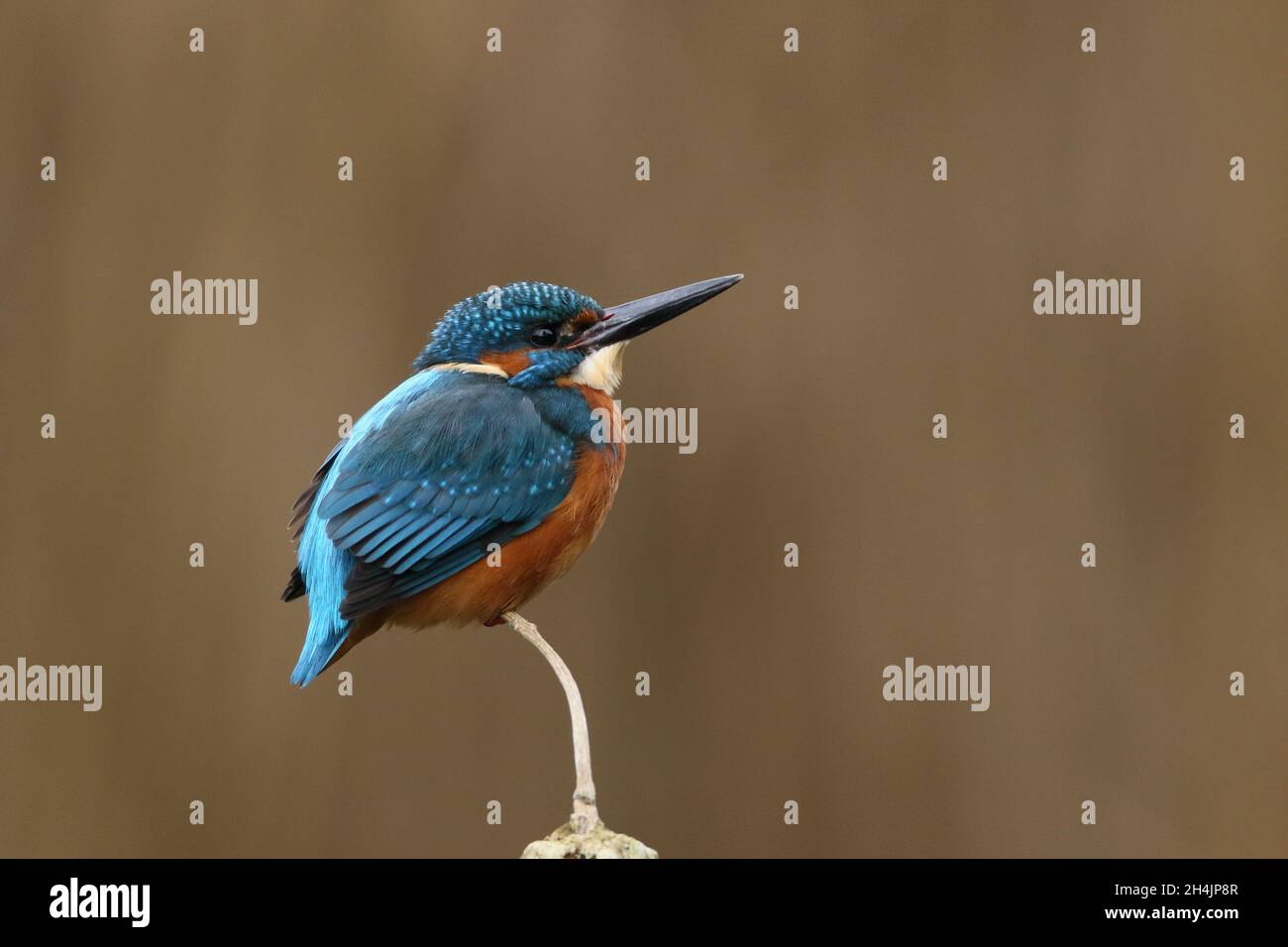 Le kingfisher est l'un des oiseaux les plus colorés des îles britanniques.Les adultes ont des pieds rouges et une facture plus épaisse que les mineurs. Banque D'Images