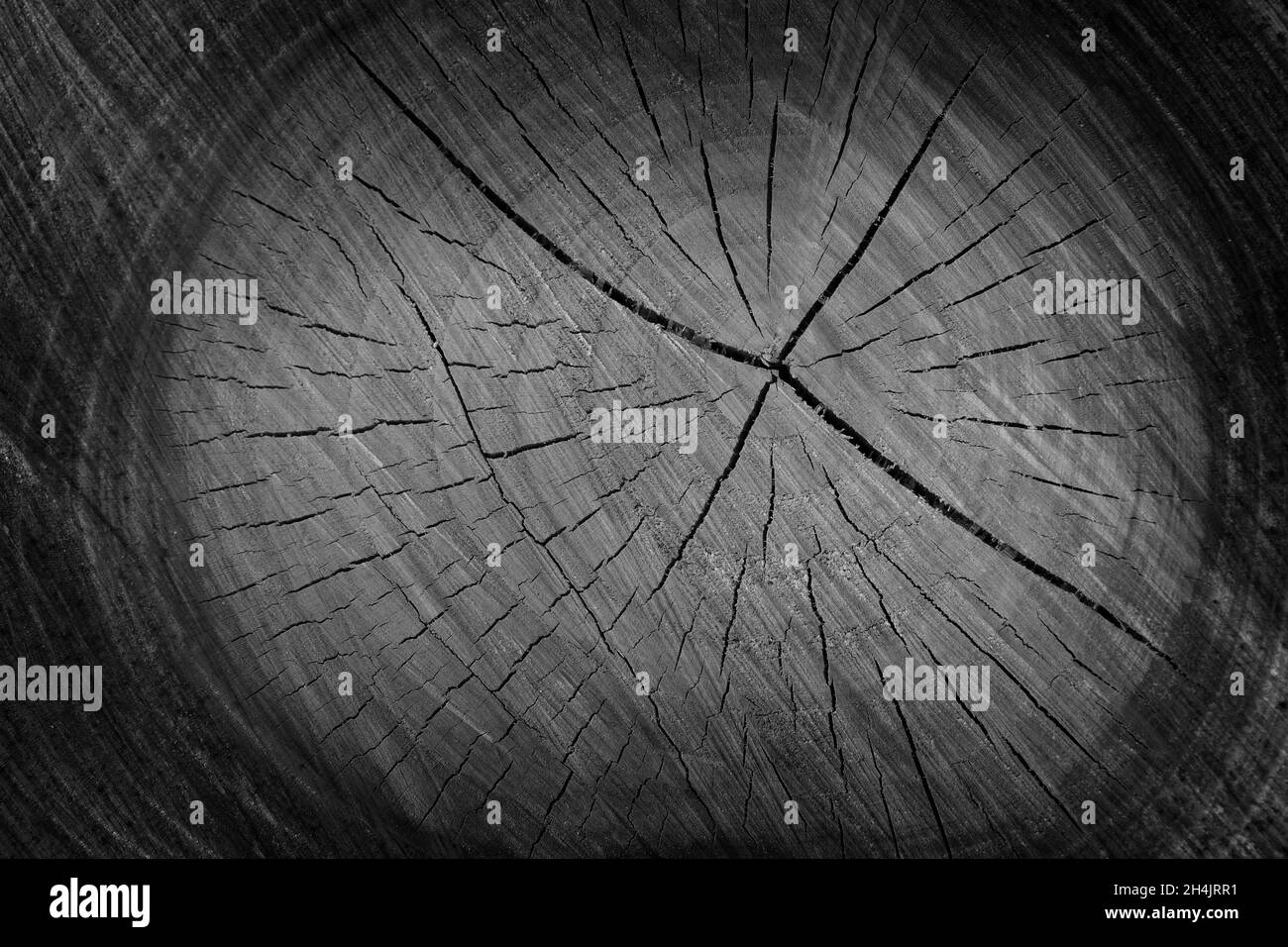 texture du tronc de l'arbre coupé Banque D'Images