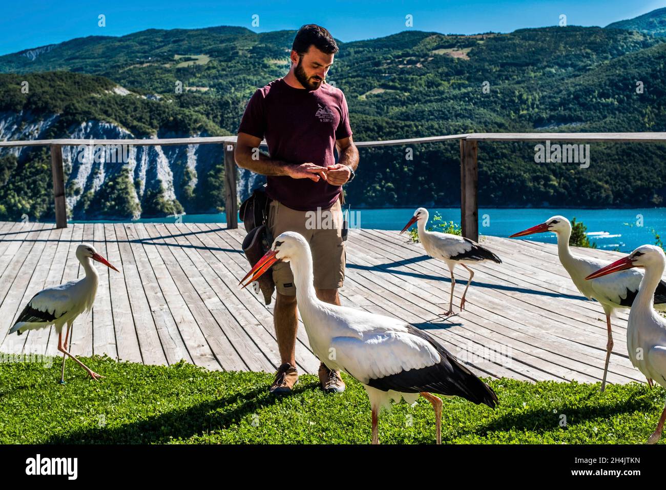 France, Hautes-Alpes, Embrun, lac de serre-Pon, villages de Sauze-du-Lac,Parc  animalier de serre-Pon, spectacle d'oiseaux volants, cigognes blanches  Photo Stock - Alamy