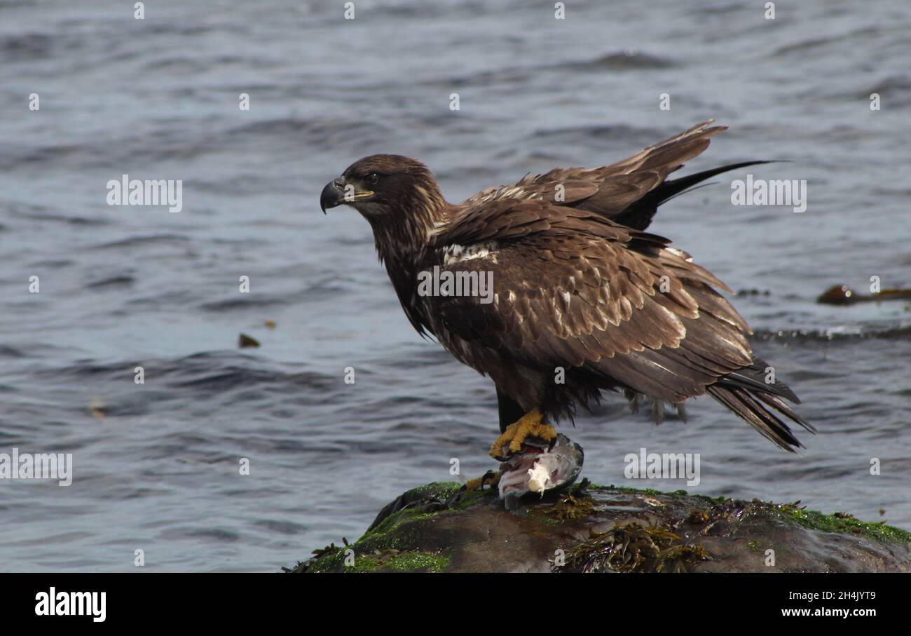 Aigle à Gaspe, Québec. Banque D'Images