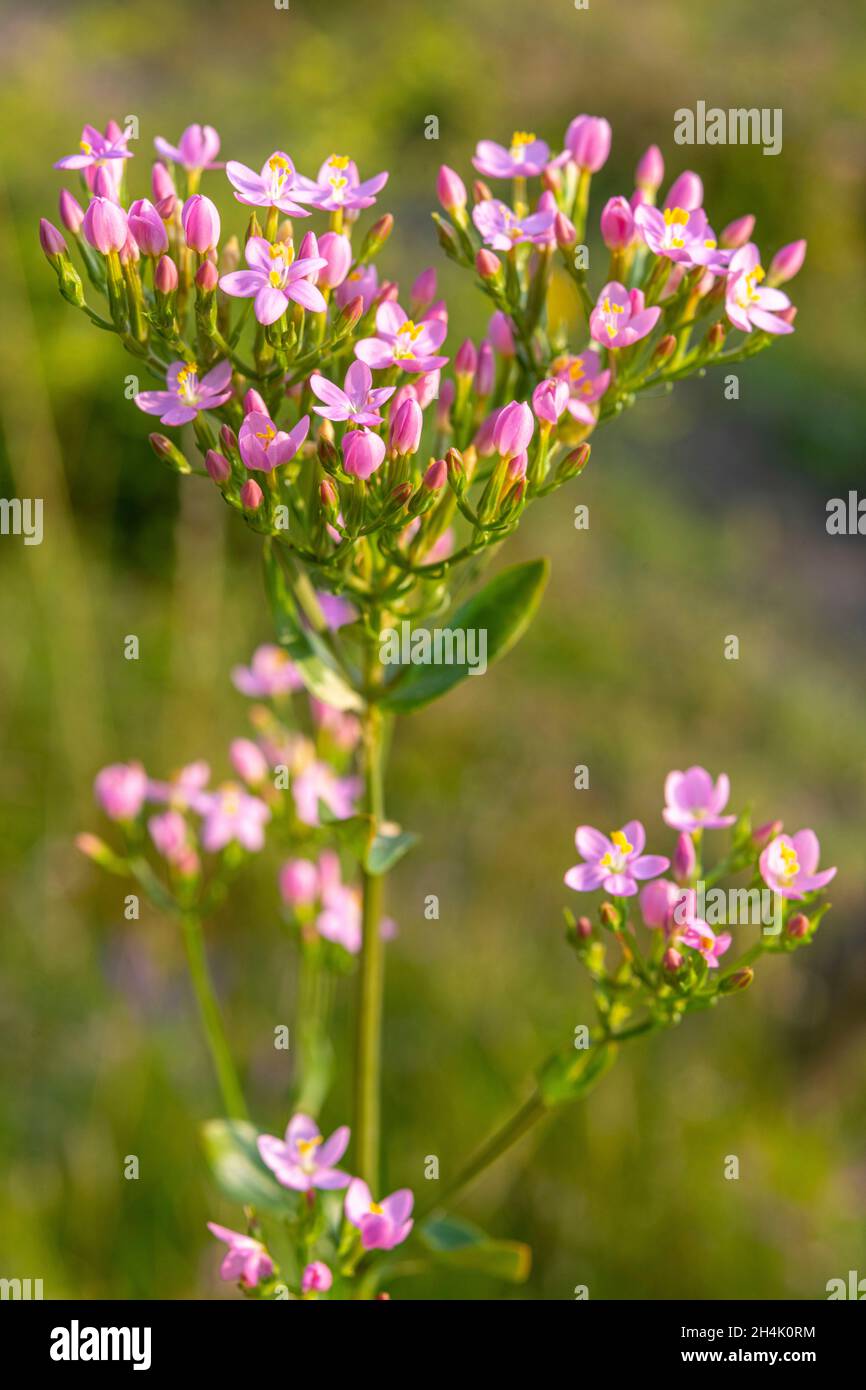 France, somme, Baie d'Authie, fort-Mahon, Centaurium erythraea Banque D'Images