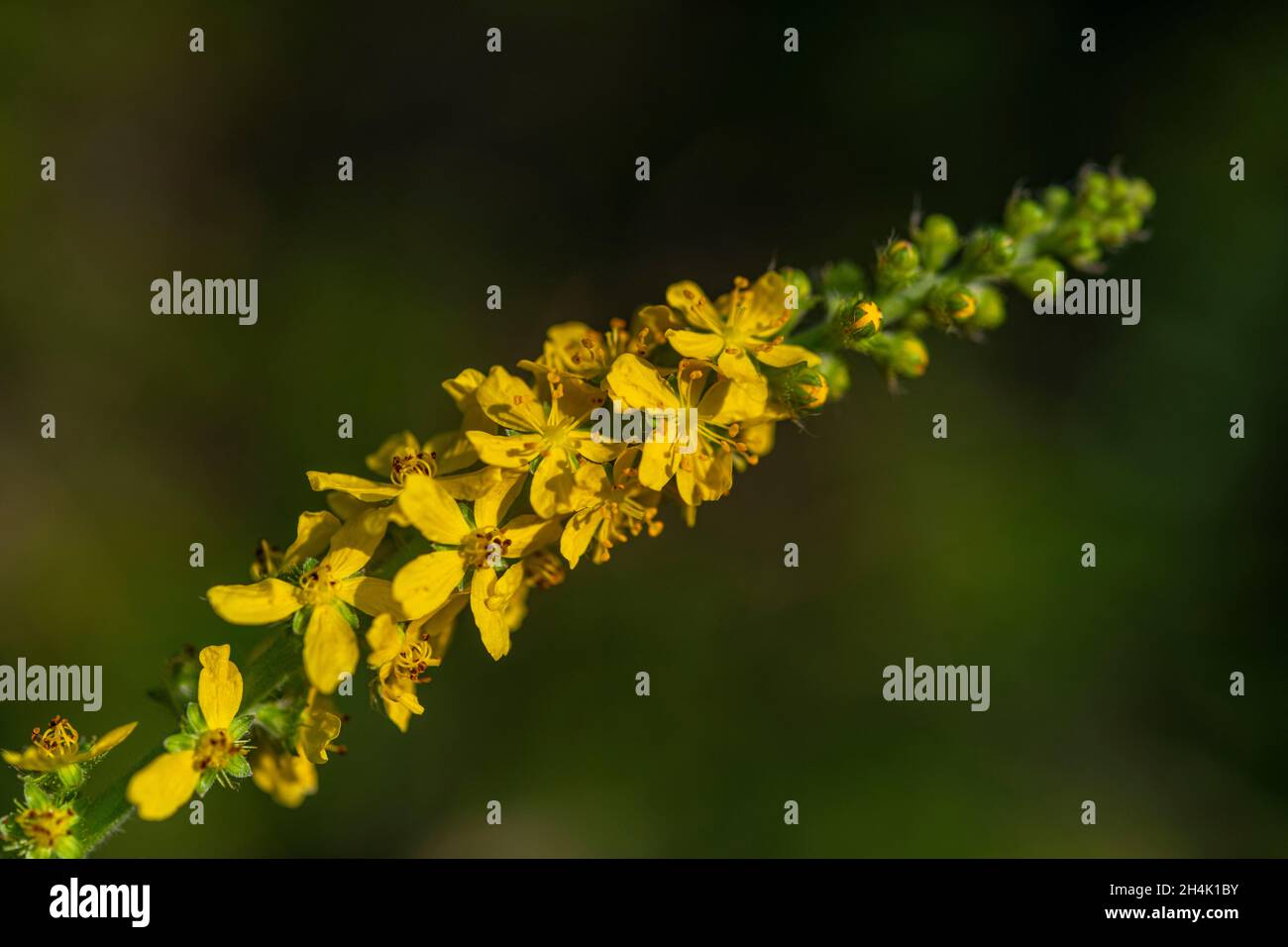 France, somme, Baie d'Authie, fort-Mahon, Agrimonia eupatoria Banque D'Images