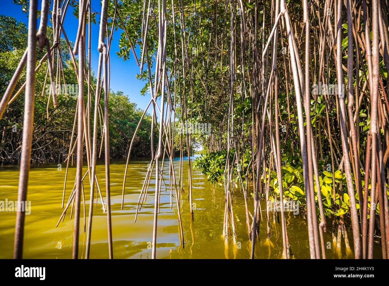 États-Unis, Floride, Parc national des Everglades classé au patrimoine mondial par l'UNESCO, Réserve de biosphère, zone humide d'importance internationale (Ramsar), vue sur la rivière à travers les racines aériennes d'un mangrove Banque D'Images
