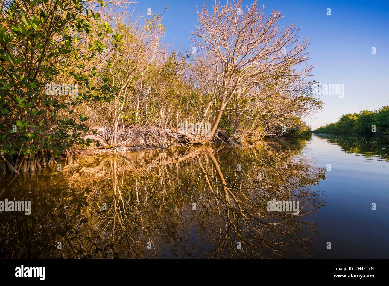 États-Unis, Floride, Parc national des Everglades classé au patrimoine mondial par l'UNESCO, Réserve de biosphère, zone humide d'importance internationale (Ramsar), vue sur la rivière Banque D'Images