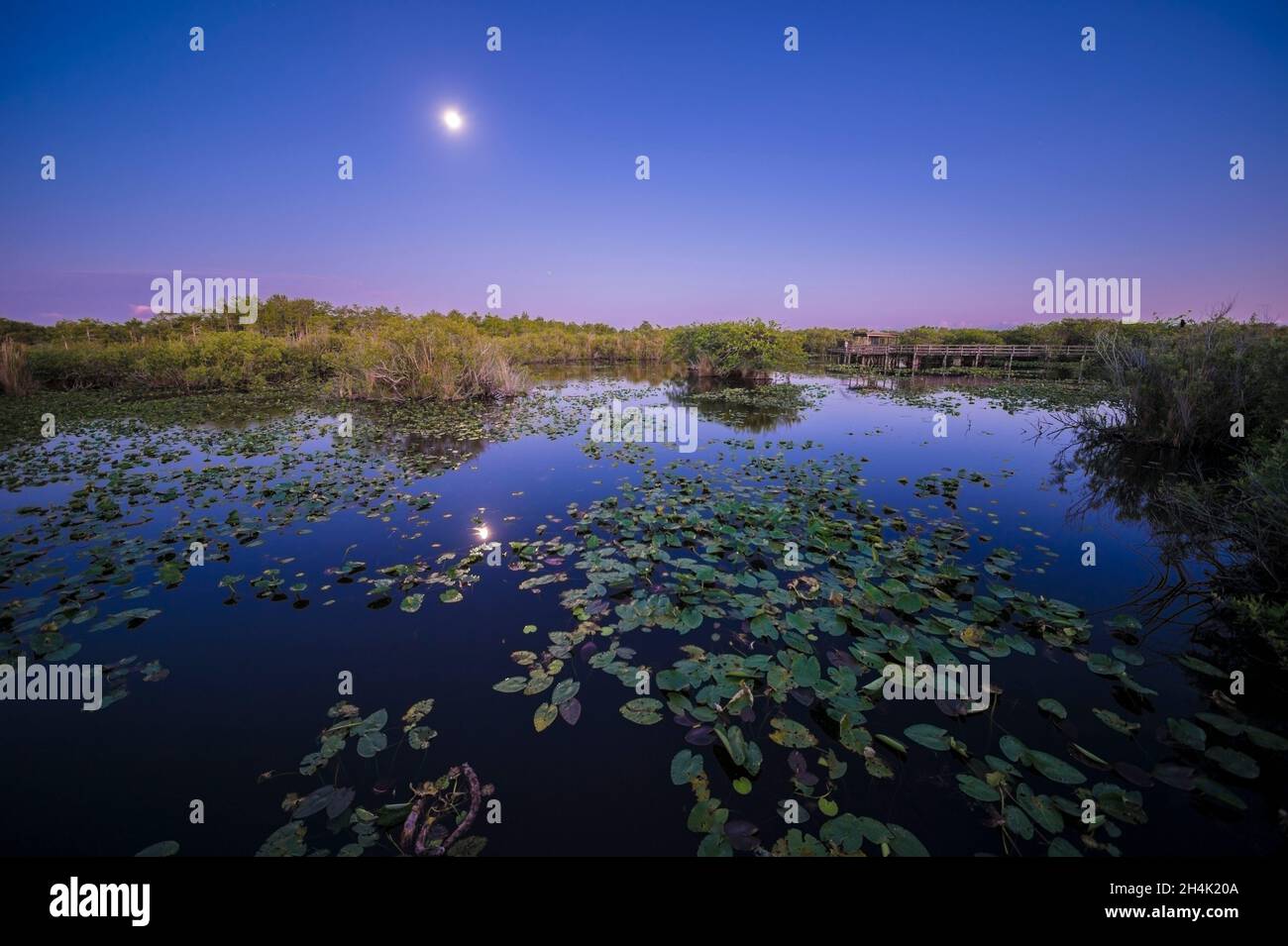 États-Unis, Floride, Parc national des Everglades classé au patrimoine mondial par l'UNESCO, Réserve de biosphère, zone humide d'importance internationale (Ramsar) en pleine lune Banque D'Images