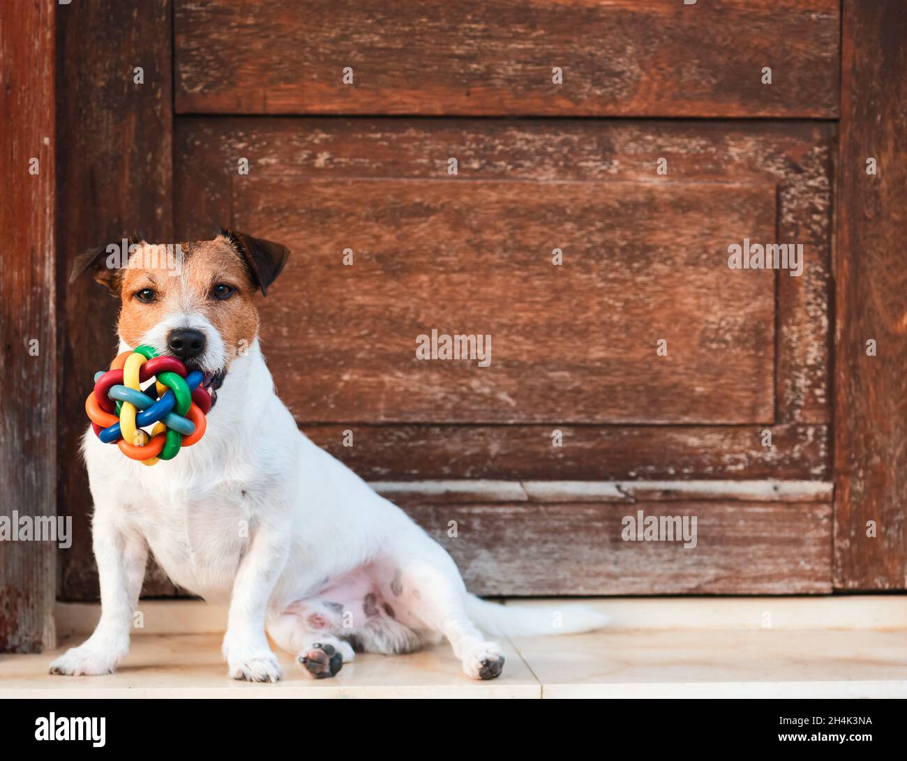 Concept d'hébergement acceptant les animaux avec un chien assis devant la porte avec balle colorée Banque D'Images