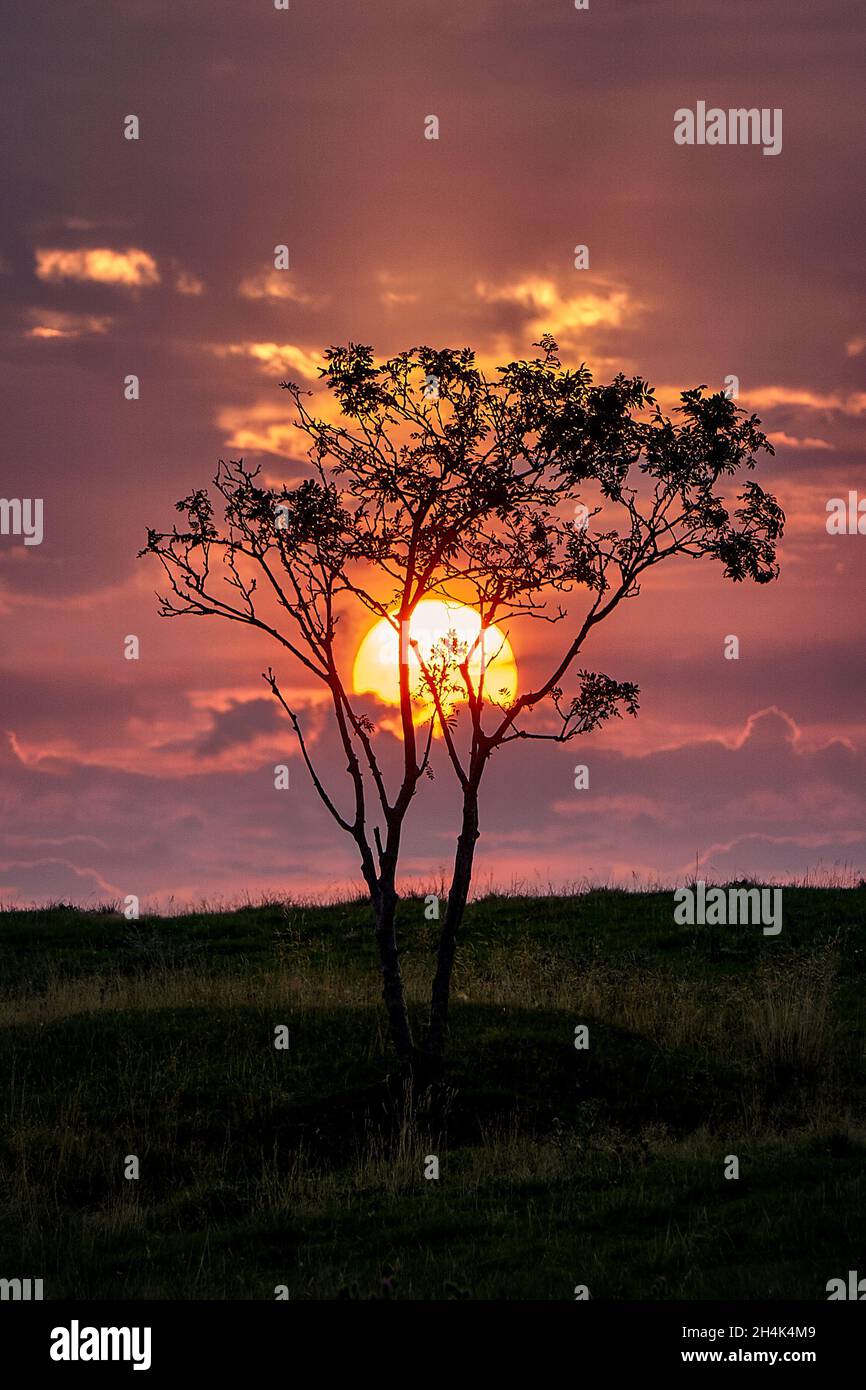 Coucher de soleil derrière un arbre à Vigra, Norvège Banque D'Images