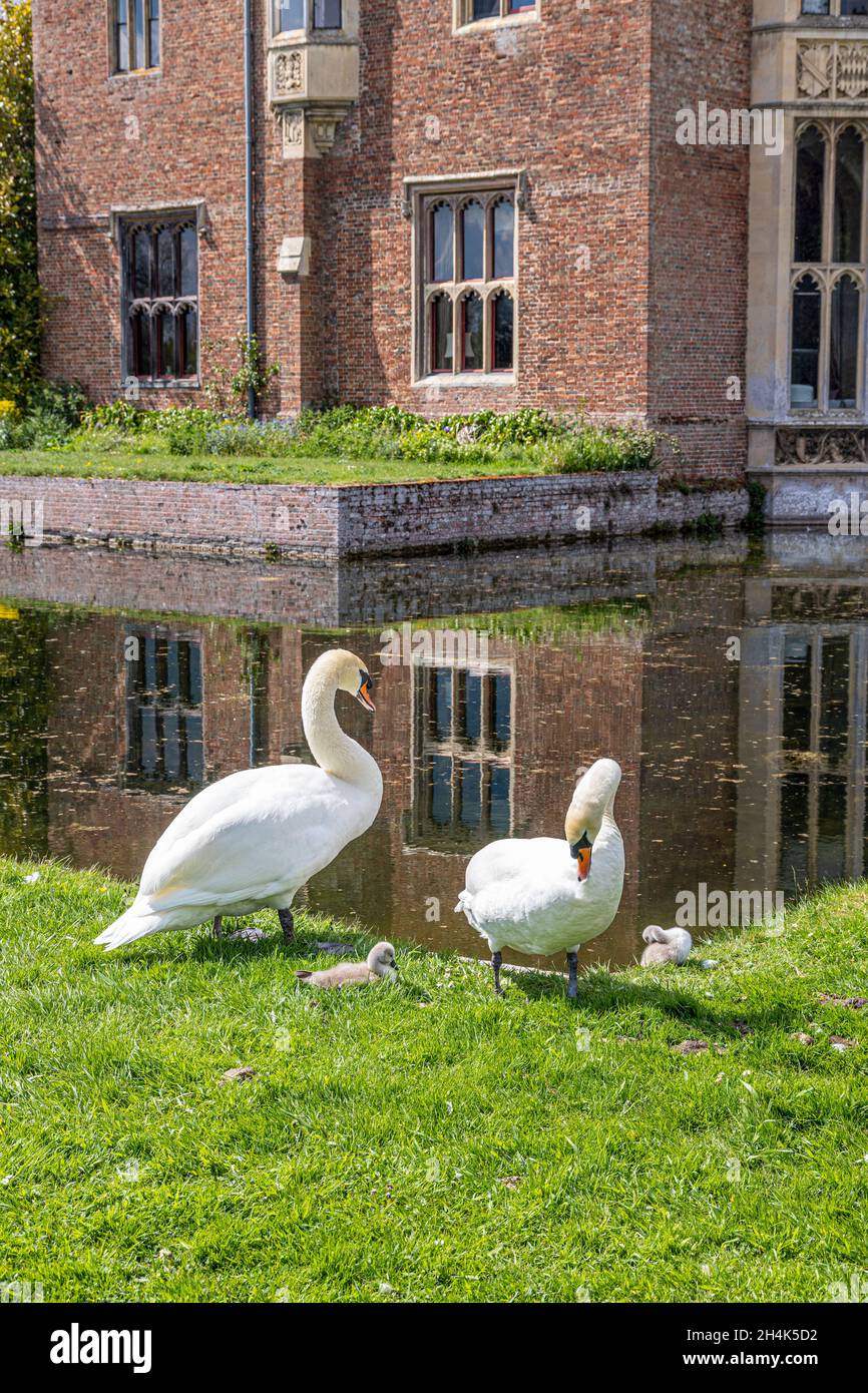 Une famille de cygnes à côté de la lande de la fin médiévale Oxburgh Hall, Norfolk Royaume-Uni Banque D'Images