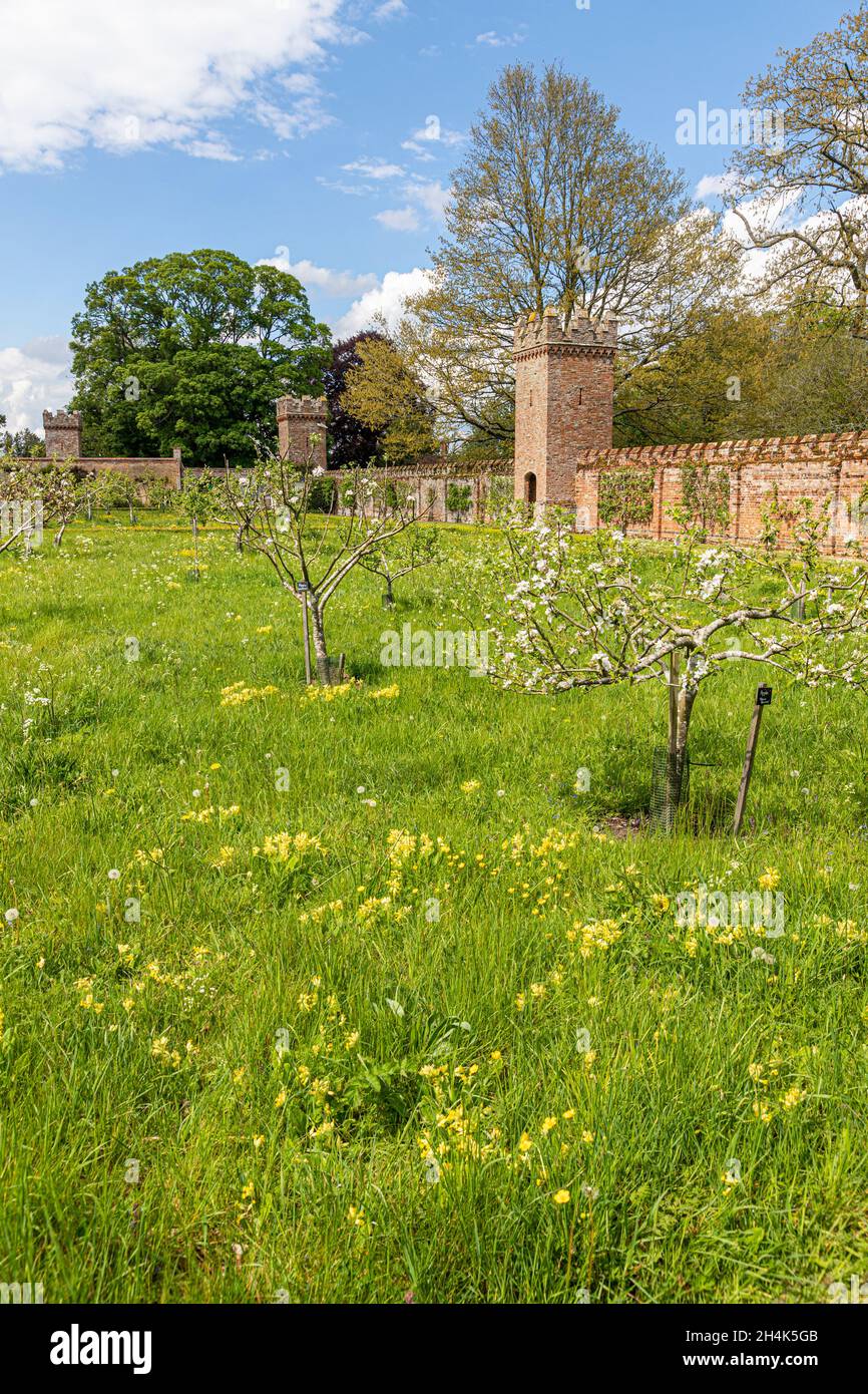 Les cowslips et la fleur de pomme dans le verger fortifié à Oxburgh Hall, Norfolk, Royaume-Uni Banque D'Images