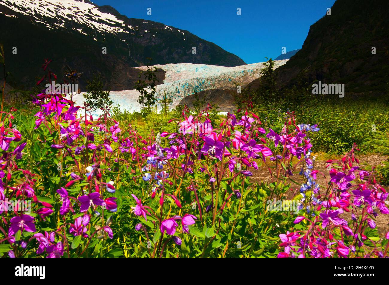 Le Fireweed et d'autres fleurs sauvages sous le glacier Mendenhall, Juneau, Alaska Banque D'Images