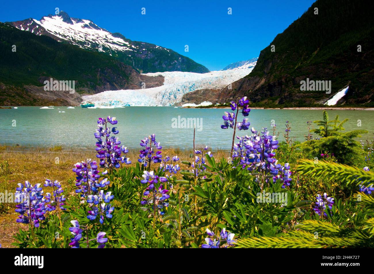 Fleurs sauvages bleues sous le glacier Mendenhall, Juneau, Alaska Banque D'Images
