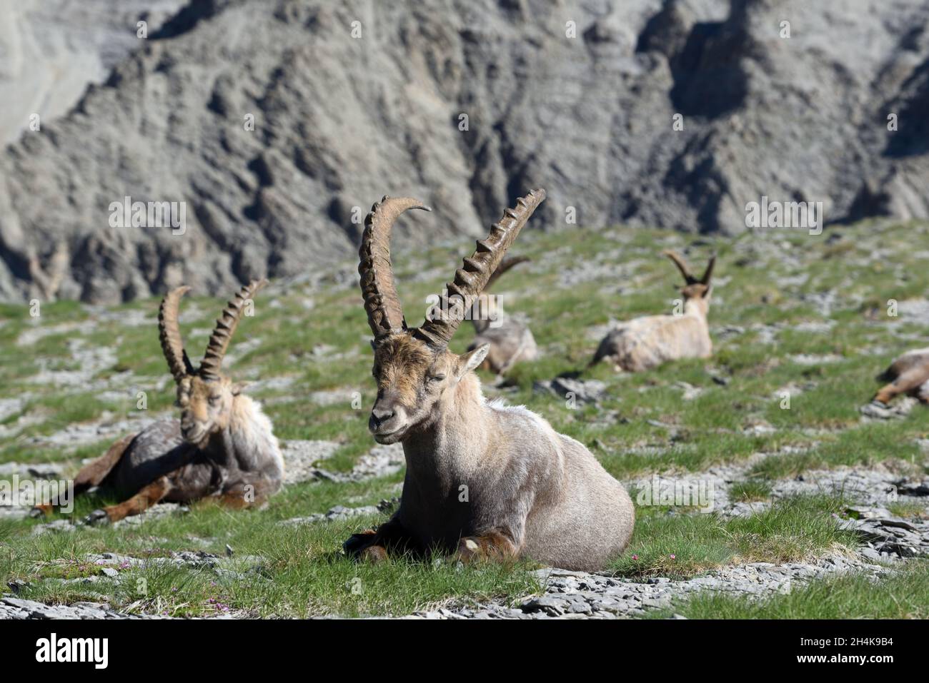 Groupe ou Herd d'Ibex alpins ou d'ibexes alpins, Capra ibex, alias Steinbock, Bouquetin ou Wild Goat on Ridge dans le Parc National du Mercantour Alpes françaises Banque D'Images