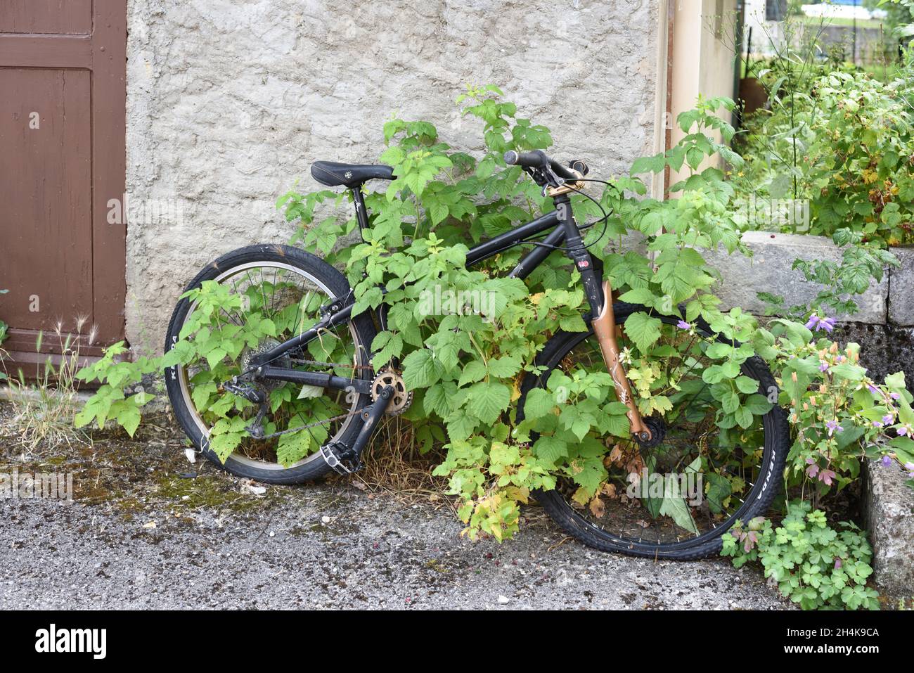 Vieux vélo abandonné ou vélo couvert ou surcultivé avec le Creeper Banque D'Images