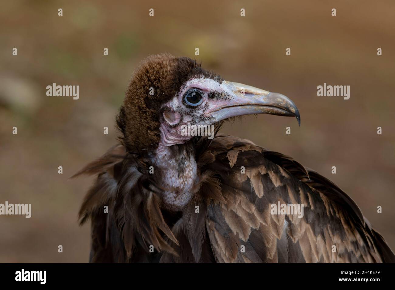 Torgos tracheliotos - le vautour ou le torgo à longues oreilles est un oiseau accipitriforme de la famille des Accipitridae. Banque D'Images