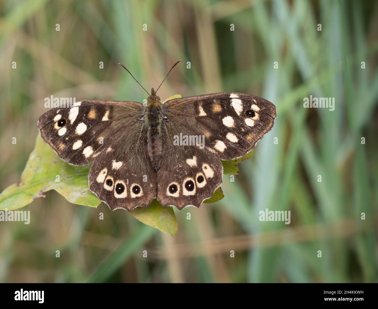 Papillon en bois tacheté alias Pararge aegeria Banque D'Images