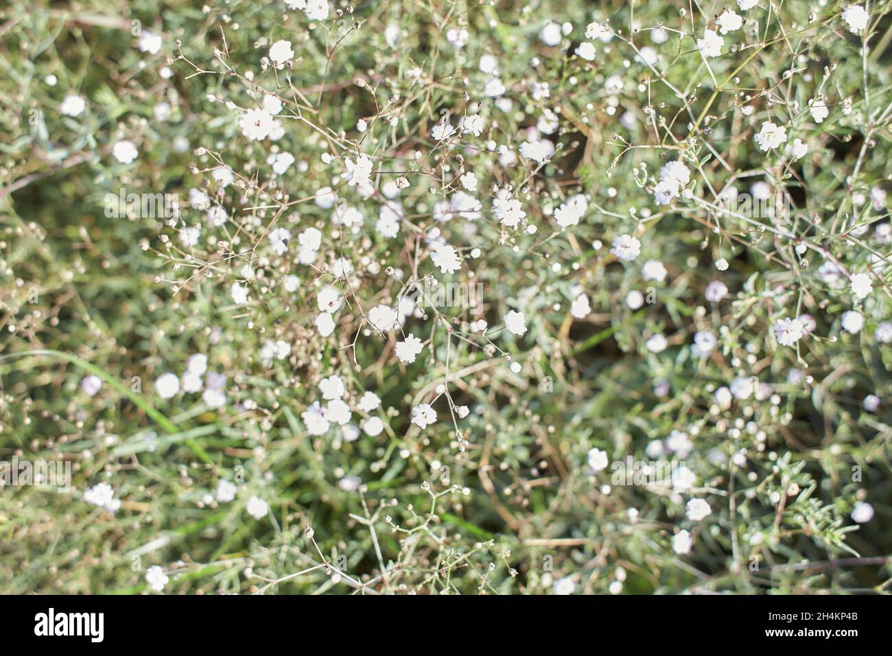 Fleurs blanches sauvages en herbe verte.Caryophyllaceae, Gypsophila — free download