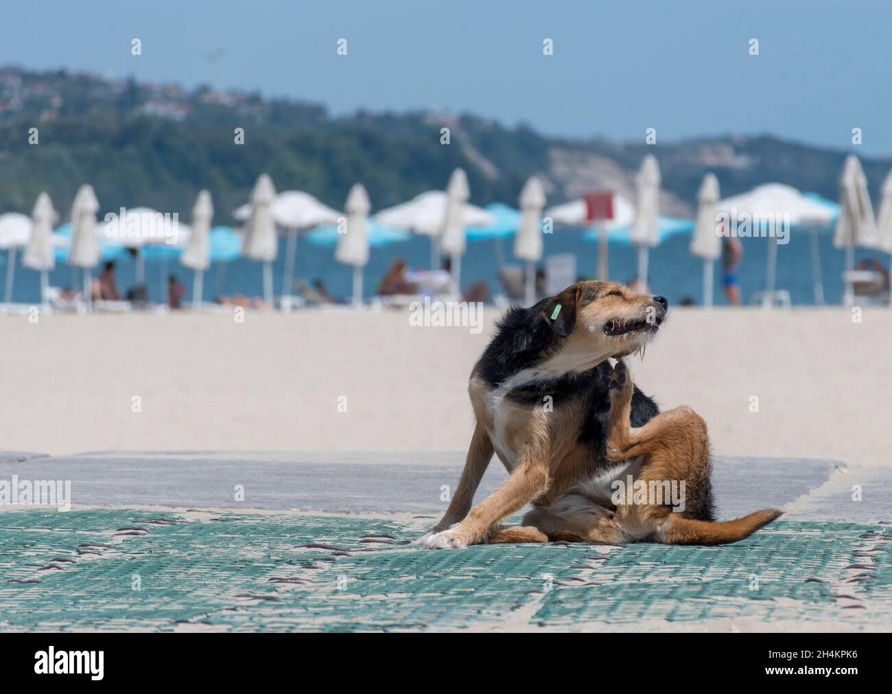 Un chien errant ayant un bon moment à la plage Banque D'Images