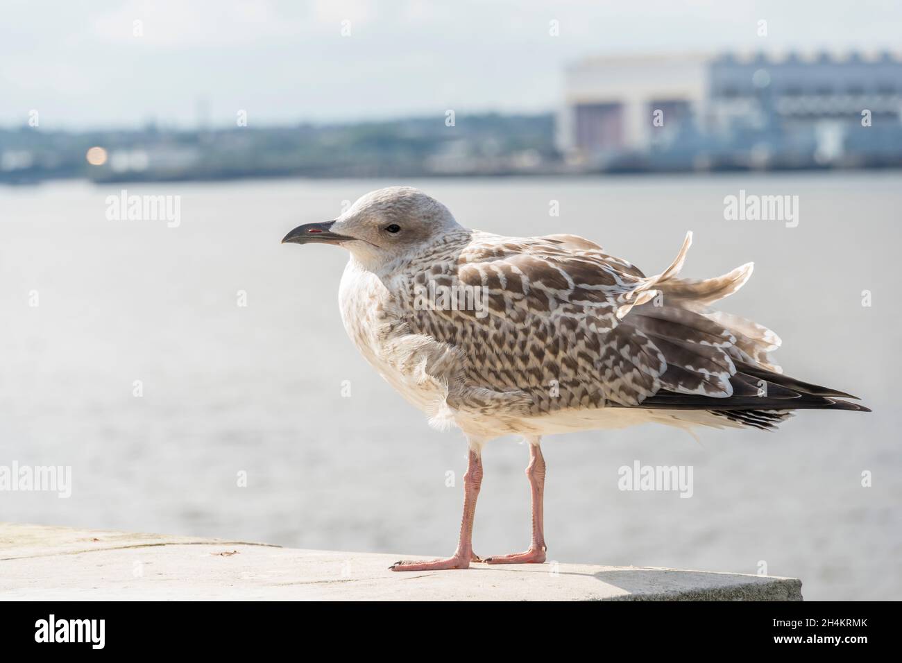 Jeune Herring Gull Mersey Liverpool 2021 Banque D'Images