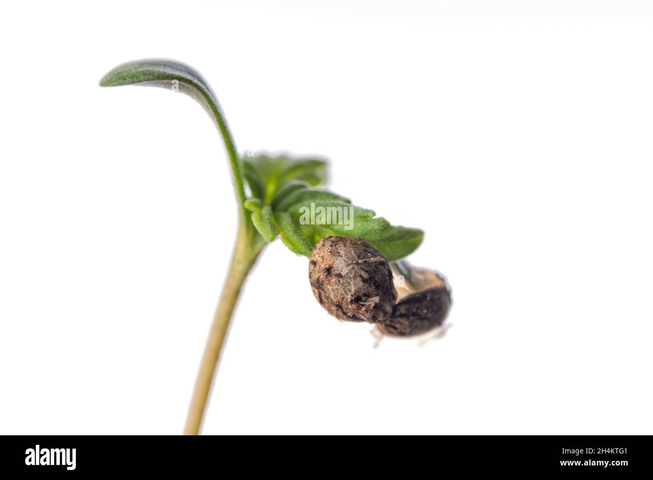 Détail macro de l'ouverture d'une graine de cannabis et de la naissance de la plante isolée sur blanc Banque D'Images
