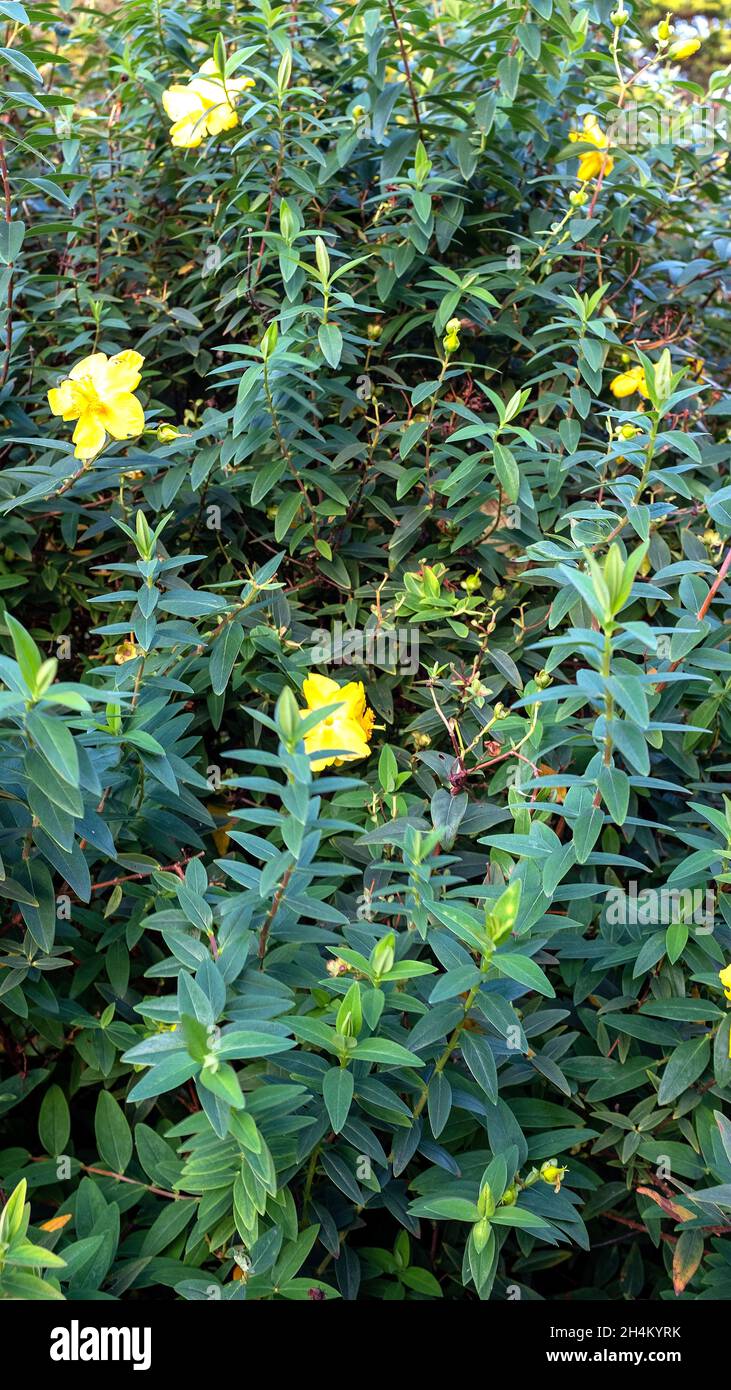 Yello fleurit St Johns Wart Banque D'Images