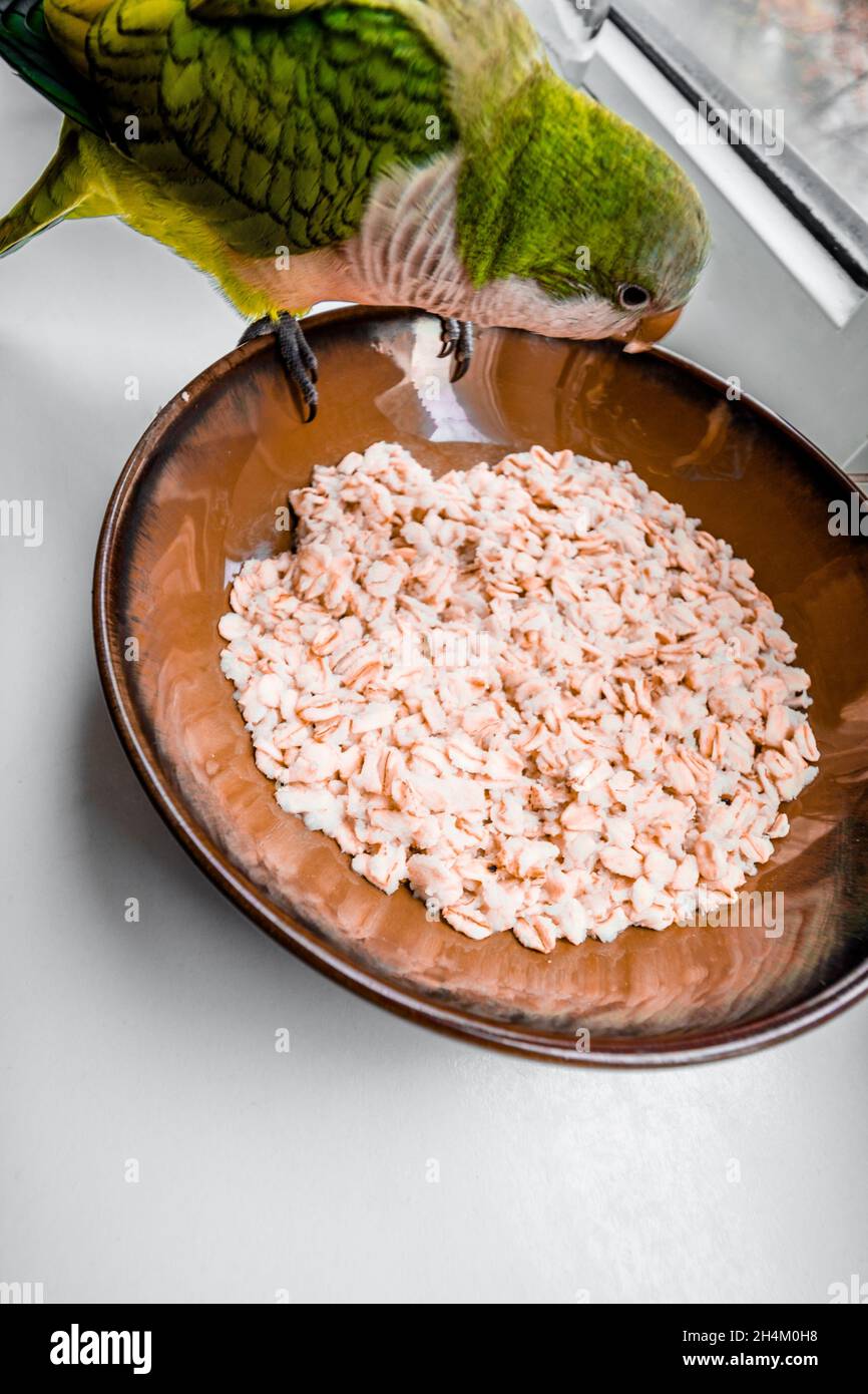 Un perroquet monk est sur le point de manger une énorme portion de flocons d'avoine bouillis pour le petit déjeuner. Banque D'Images