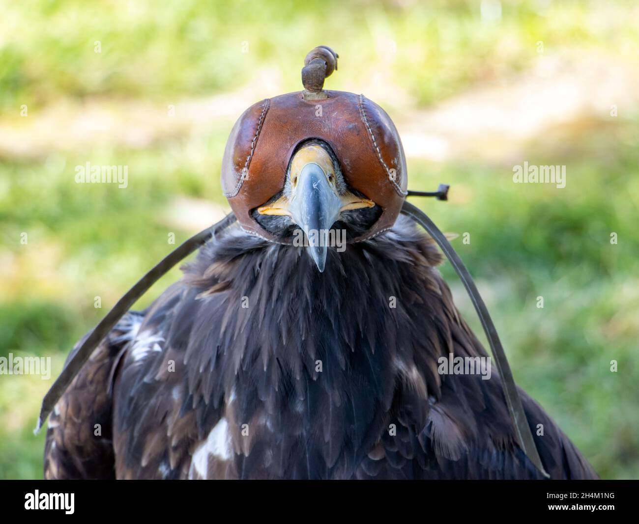 Un aigle doré (Aquila chrysaetos) avec une casquette en cuir couvrant ses yeux Banque D'Images