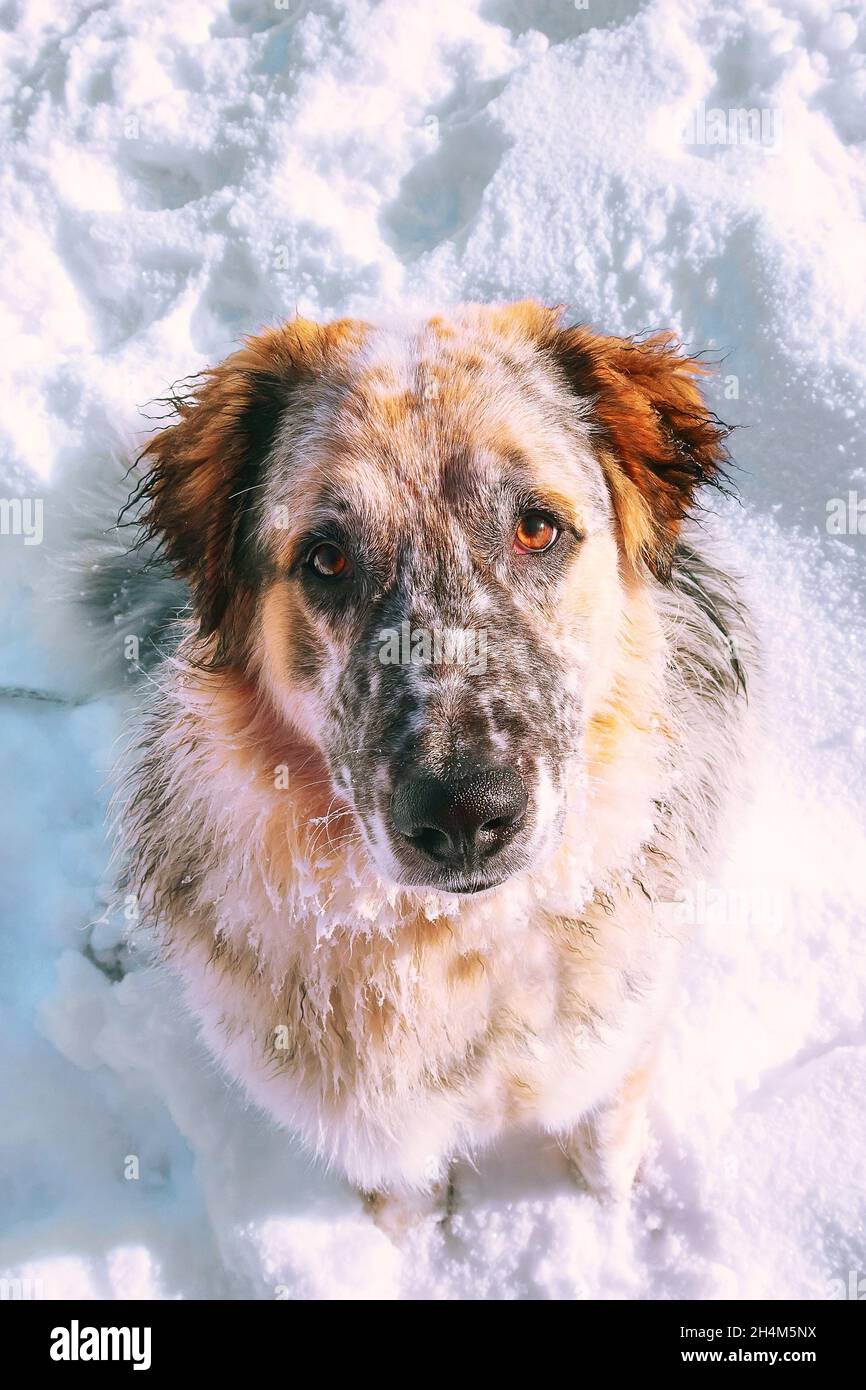 Portrait en gros plan de grand chien blanc, noir et brun de couleur rouge jusqu'aux yeux, neige autour Banque D'Images