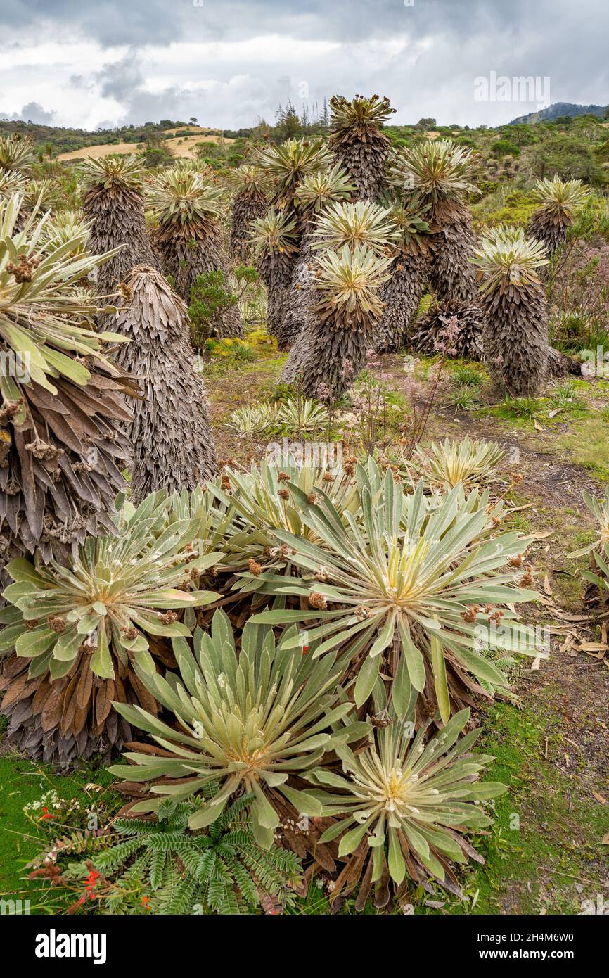 Randonnée jusqu'à Paramo de Guacheneque.Espeletia (Framejones) est un genre de plantes de la famille des Asteraceae, endémique au páramo dans les Andes. Banque D'Images