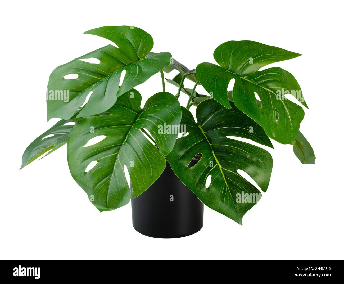 Plante de Monstera dans le pot de balck isolé fond blanc Banque D'Images