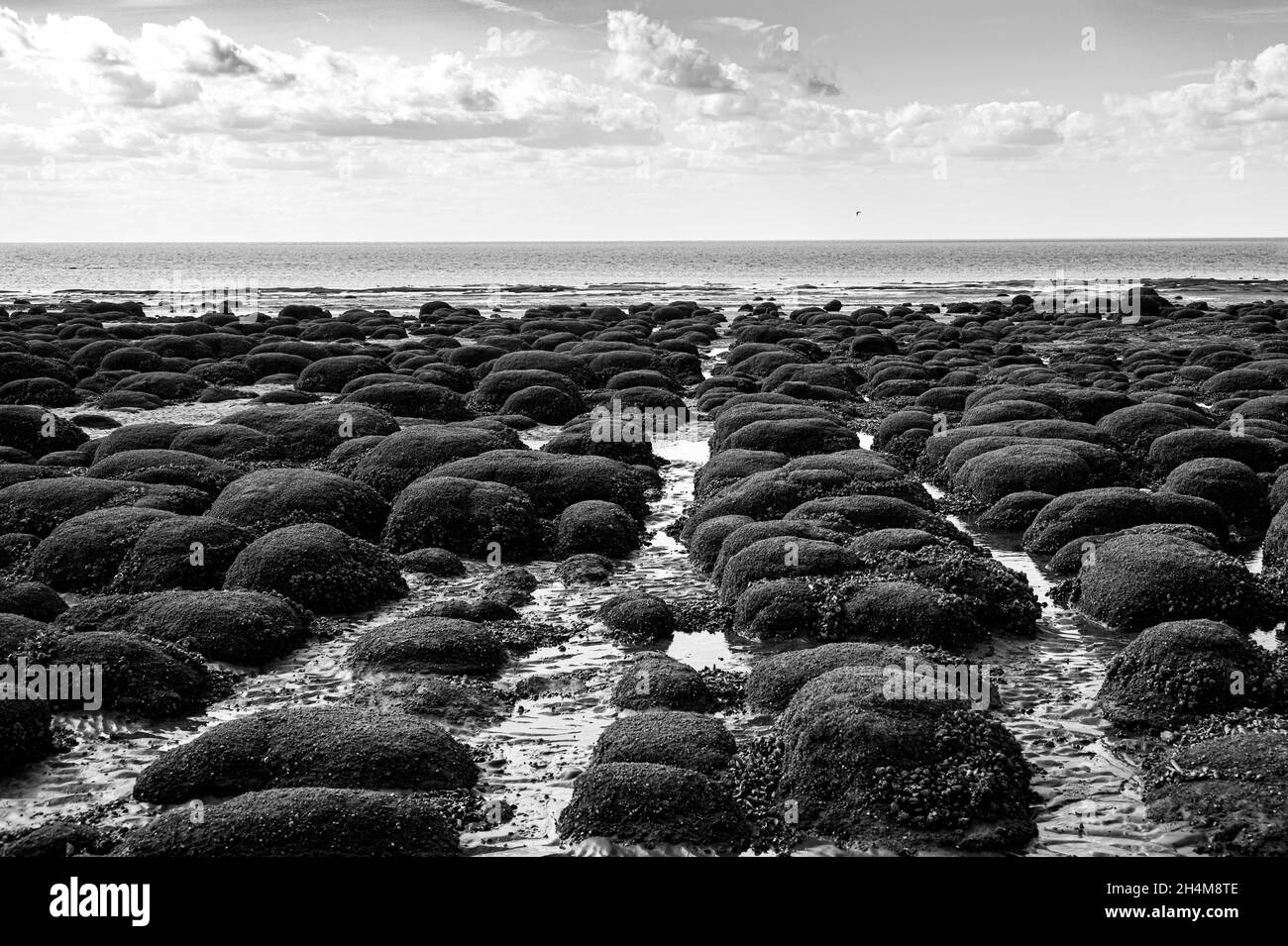 Boulettes ou pierres disposées en lignes droites recouvertes de moules et de barnacles à Hunstanton Beach, Norfolk Banque D'Images