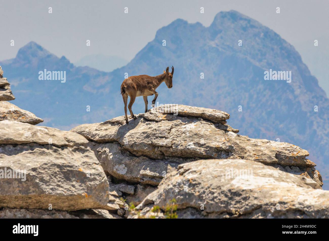 Ibex ibérique (Capra pyrenaica), également connu sous le nom de Cabra Hispanica, Cabra Montes, ibex espagnol, chèvre sauvage espagnol, ou chèvre sauvage ibérique, photographié moi Banque D'Images