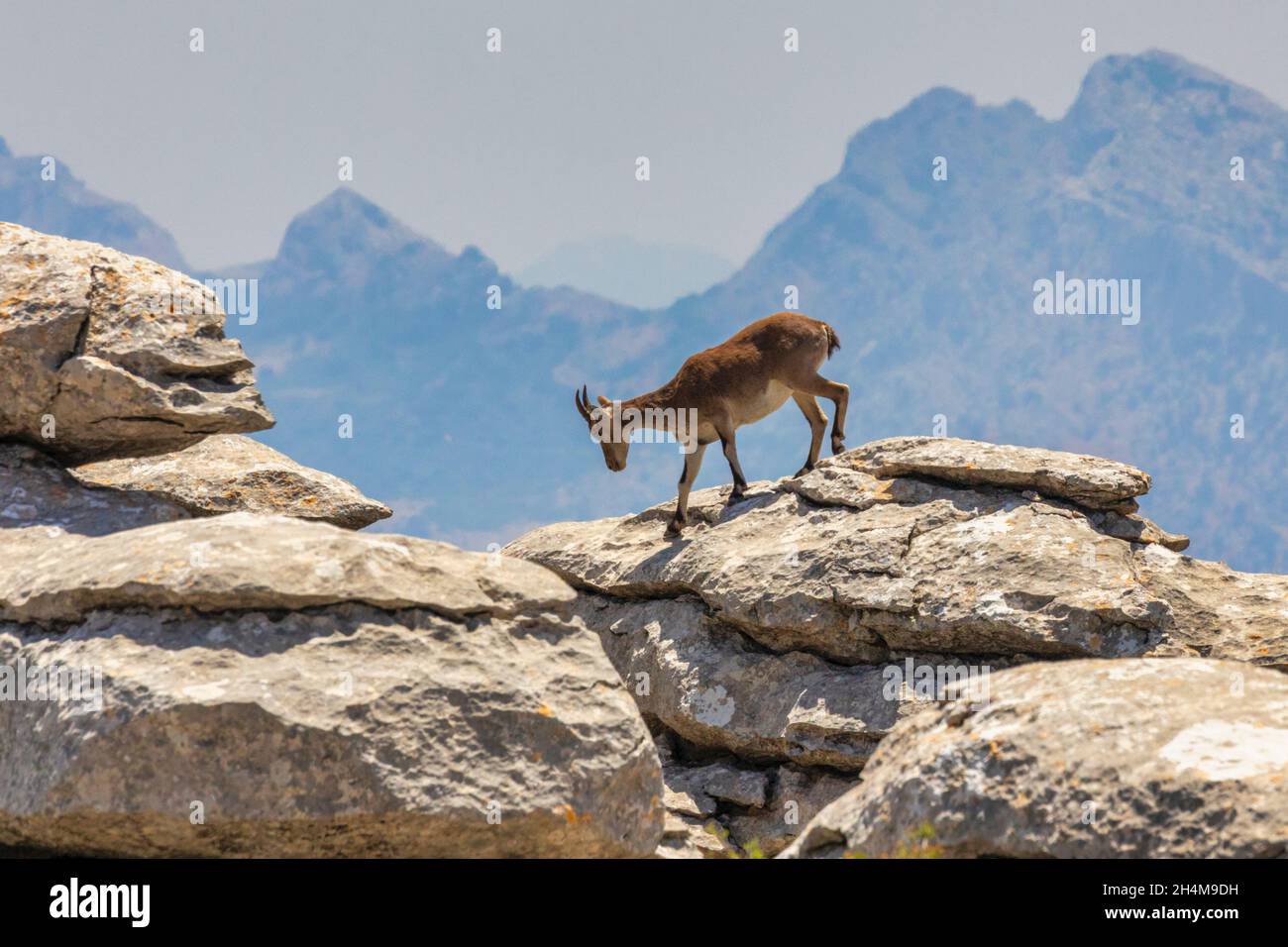 Ibex ibérique (Capra pyrenaica), également connu sous le nom de Cabra Hispanica, Cabra Montes, ibex espagnol, chèvre sauvage espagnol, ou chèvre sauvage ibérique, photographié moi Banque D'Images