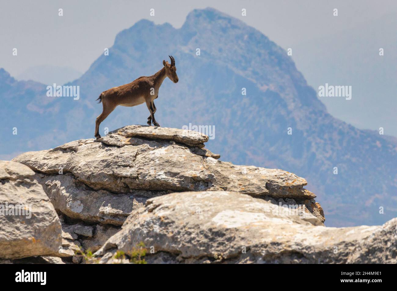 Ibex ibérique (Capra pyrenaica), également connu sous le nom de Cabra Hispanica, Cabra Montes, ibex espagnol, chèvre sauvage espagnol, ou chèvre sauvage ibérique, photographié moi Banque D'Images