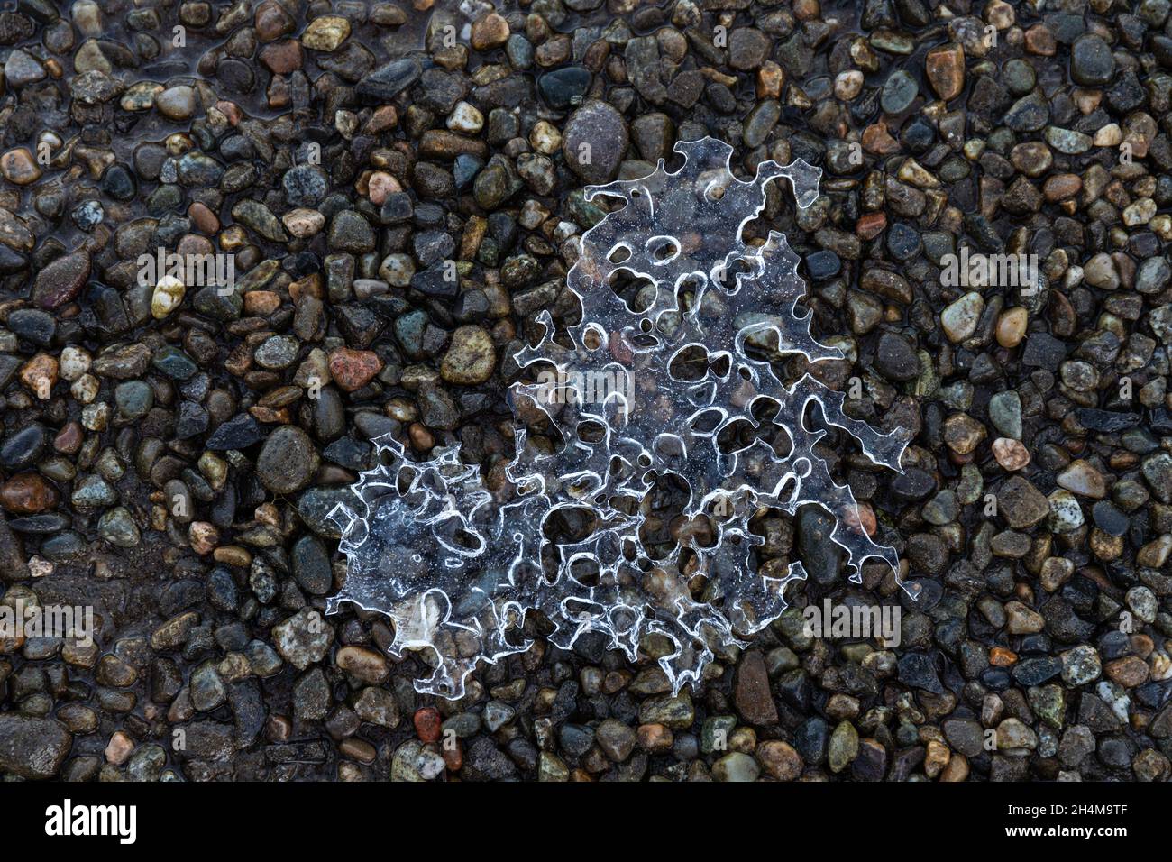 Feuille de glace abstraite avec trous de Rocks sur Riverbed Banque D'Images