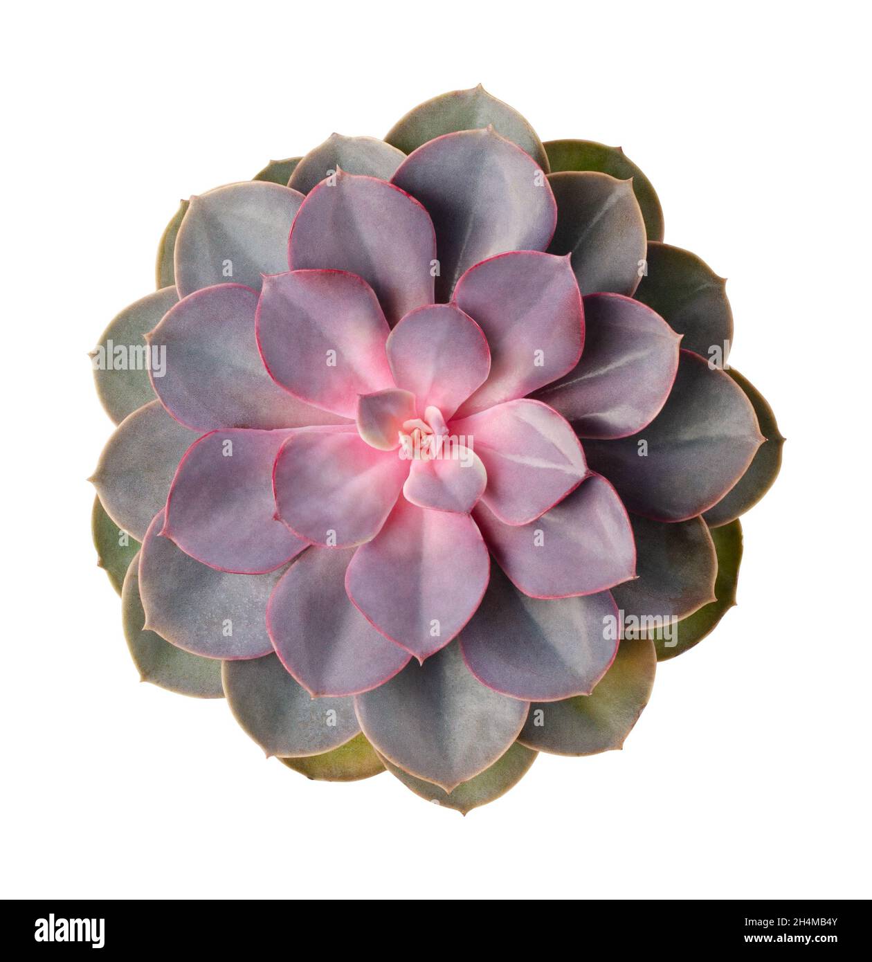 Vues de dessus des succulents verts et roses isolées sur un fond blanc Banque D'Images