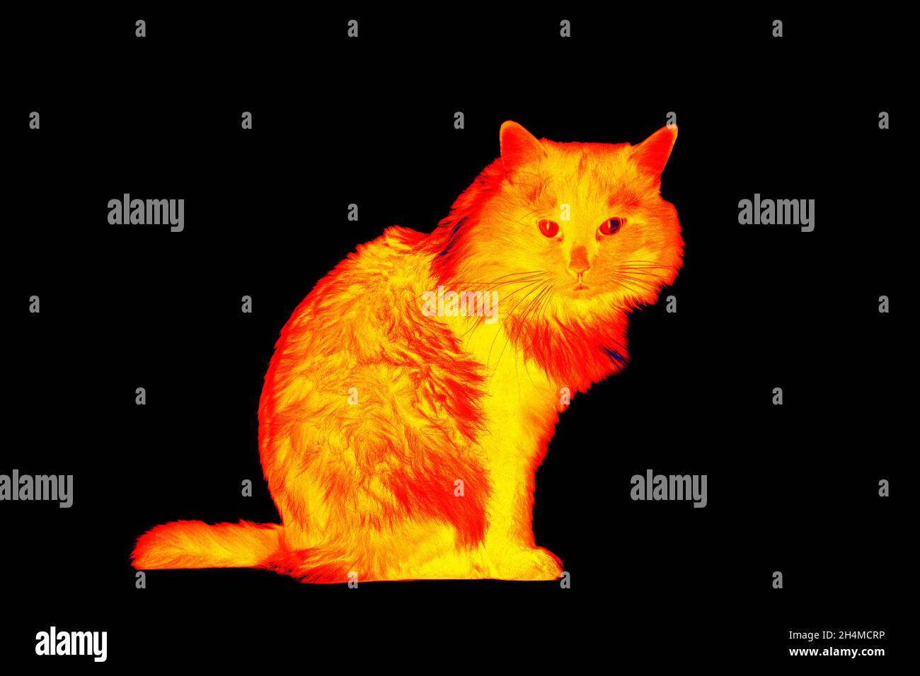 Le Chat Dans Une Nouvelle Maison Non Developpee Sur Fond Noir Analyse De La Temperature Corporelle De L Animal A L Aide D Une Camera Infrarouge Photo Stock Alamy