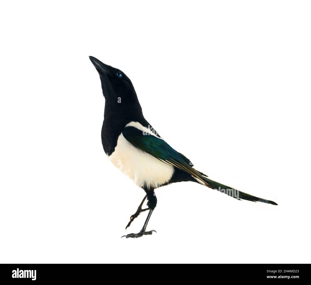 Le magpie européen (Pica pica) est largement distribué. Partout, il a un vaste fond culturel: Thieving Magpie, femme bavardeuse, porteur de gossi Banque D'Images